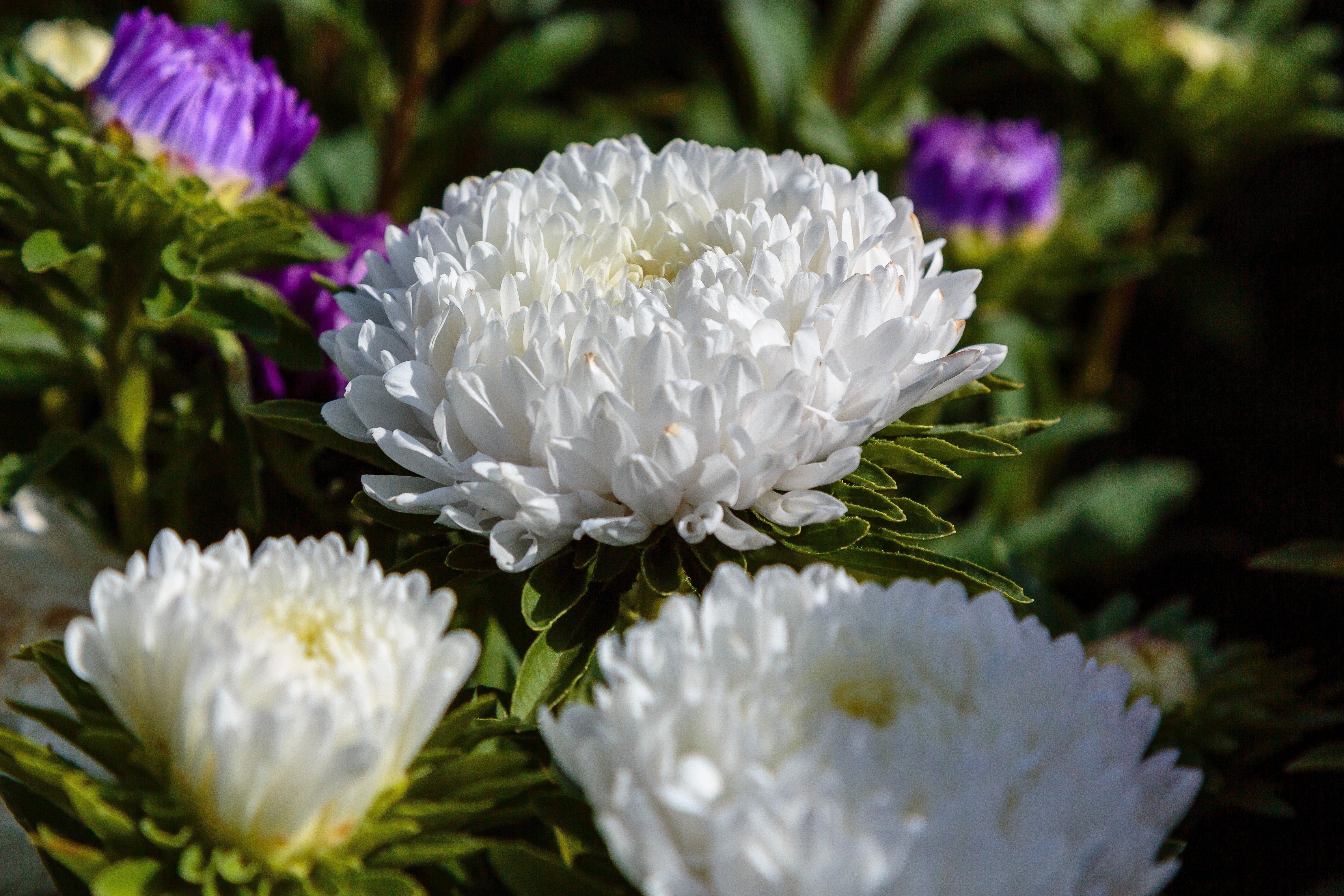 30 Duchess WHITE PAEONY ASTER French Peony Callistephus Double Flower Seeds - Image 2