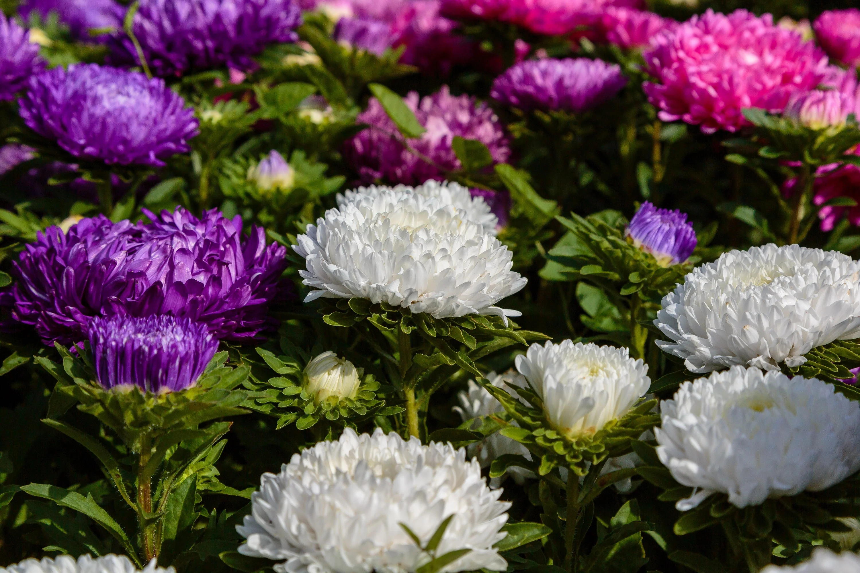 30 Duchess WHITE PAEONY ASTER French Peony Callistephus Double Flower Seeds - Image 3