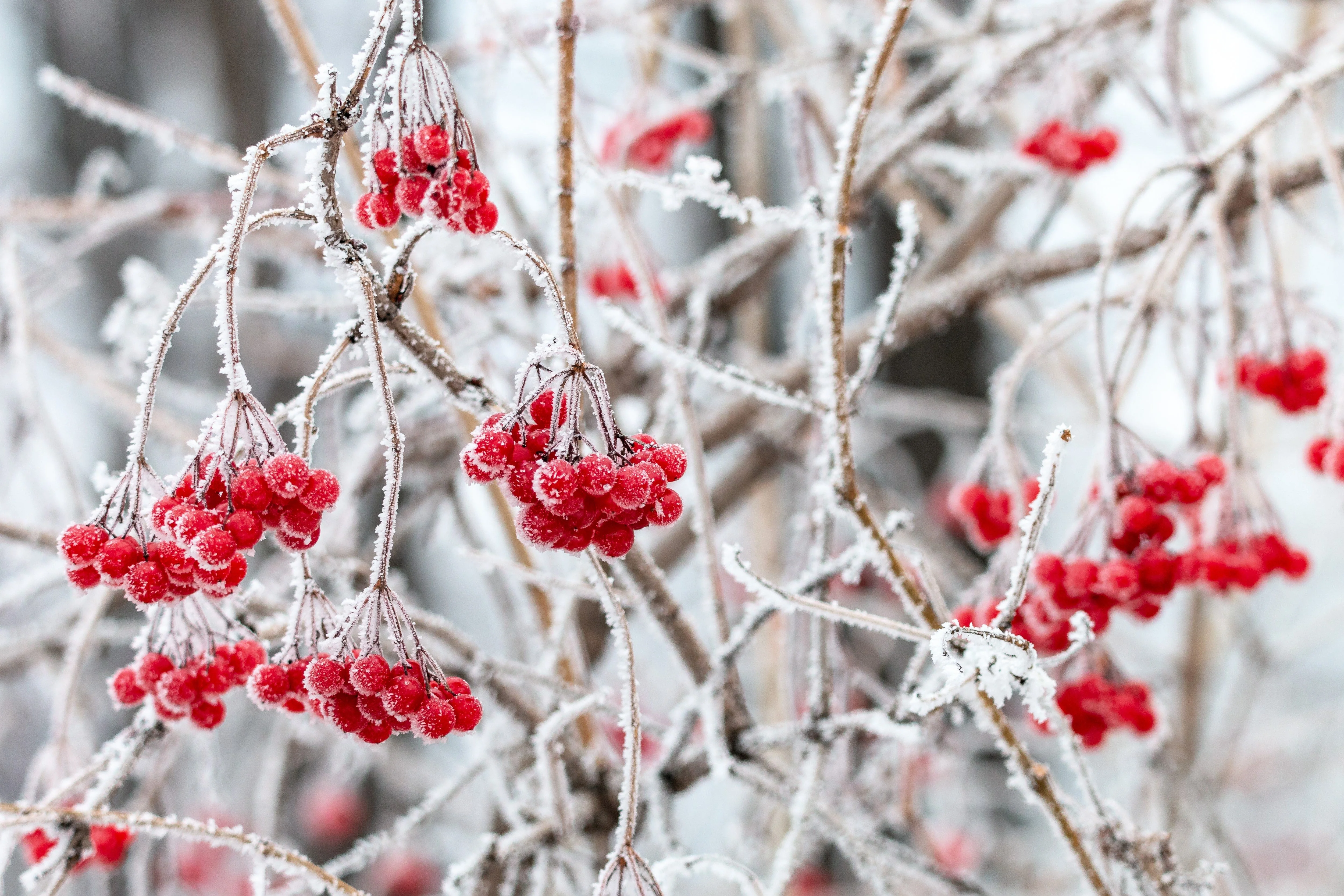 30 EUROPEAN CRANBERRY / SNOWBALL Tree Guelder Rose Viburnum Opulus Red Fruit White Flower Seeds - Image 10