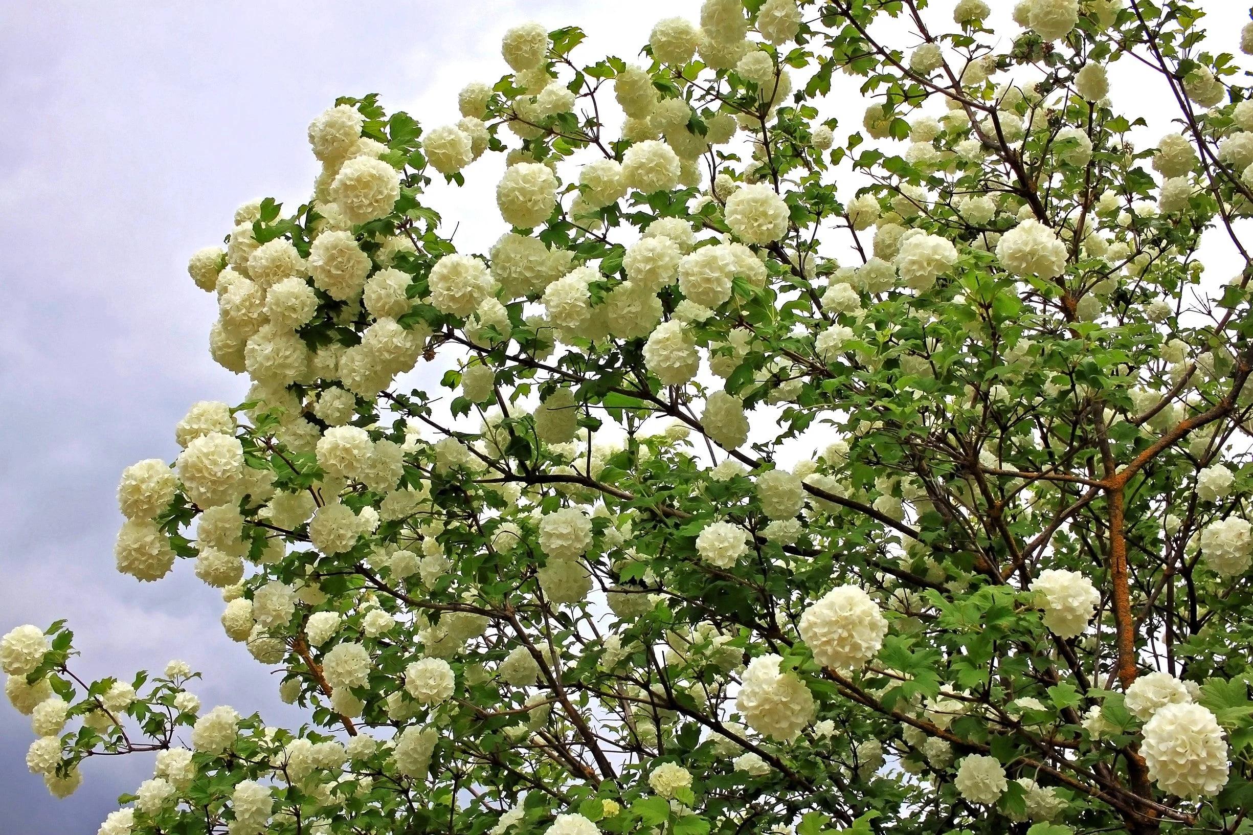 30 EUROPEAN CRANBERRY / SNOWBALL Tree Guelder Rose Viburnum Opulus Red Fruit White Flower Seeds - Image 11