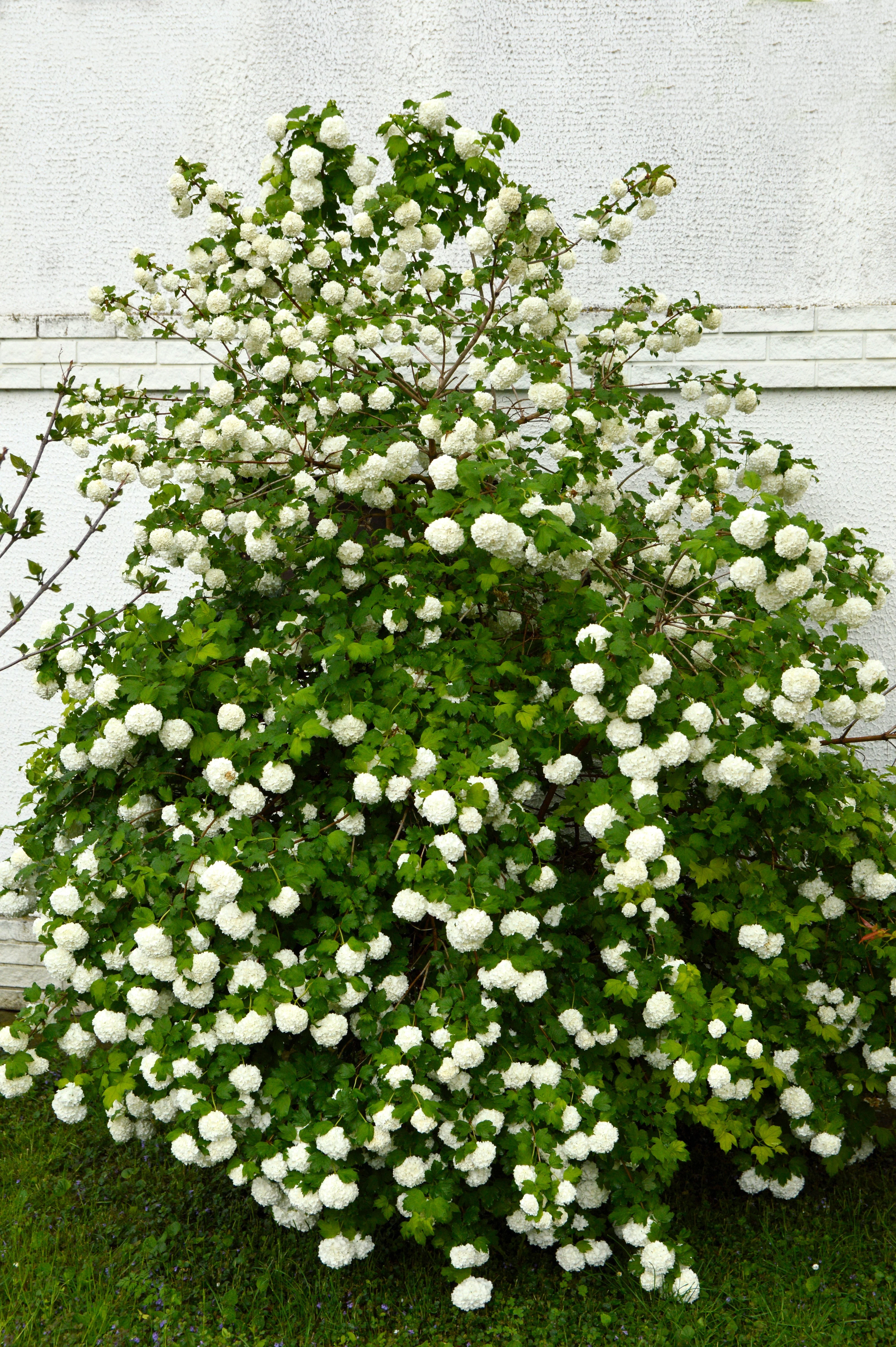 30 EUROPEAN CRANBERRY / SNOWBALL Tree Guelder Rose Viburnum Opulus Red Fruit White Flower Seeds - Image 12