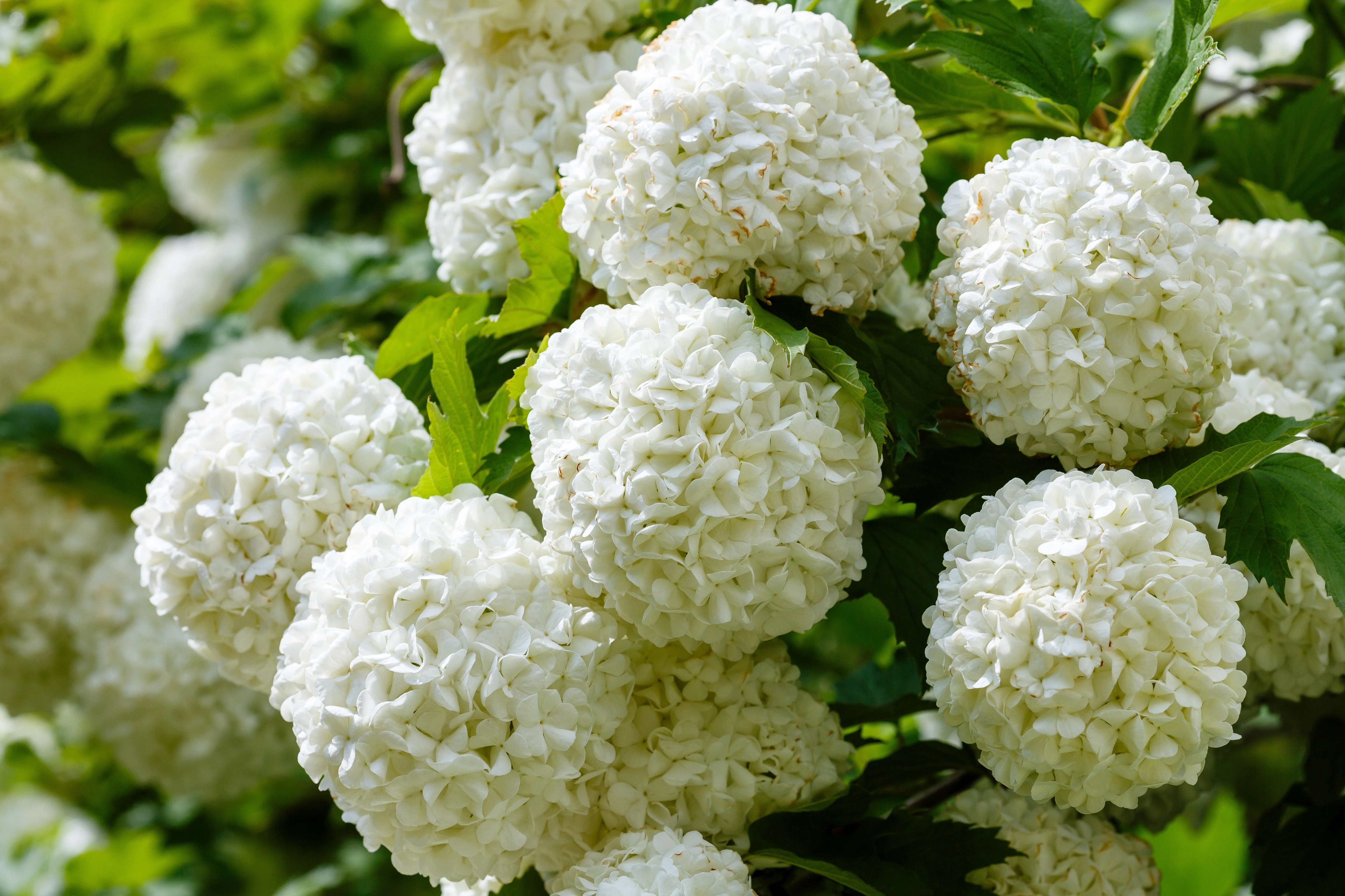 30 EUROPEAN CRANBERRY / SNOWBALL Tree Guelder Rose Viburnum Opulus Red Fruit White Flower Seeds - Image 2