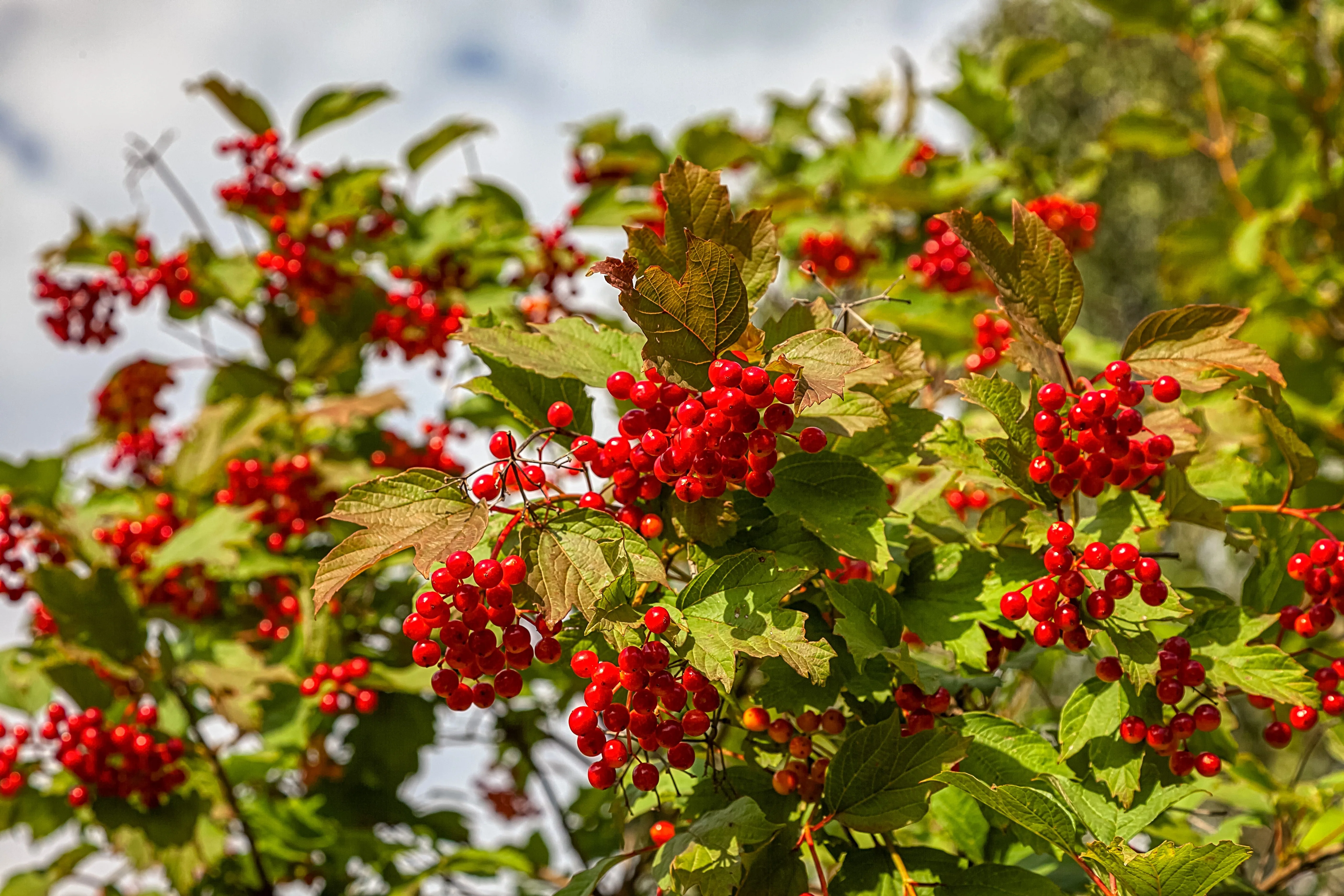 30 EUROPEAN CRANBERRY / SNOWBALL Tree Guelder Rose Viburnum Opulus Red Fruit White Flower Seeds - Image 3