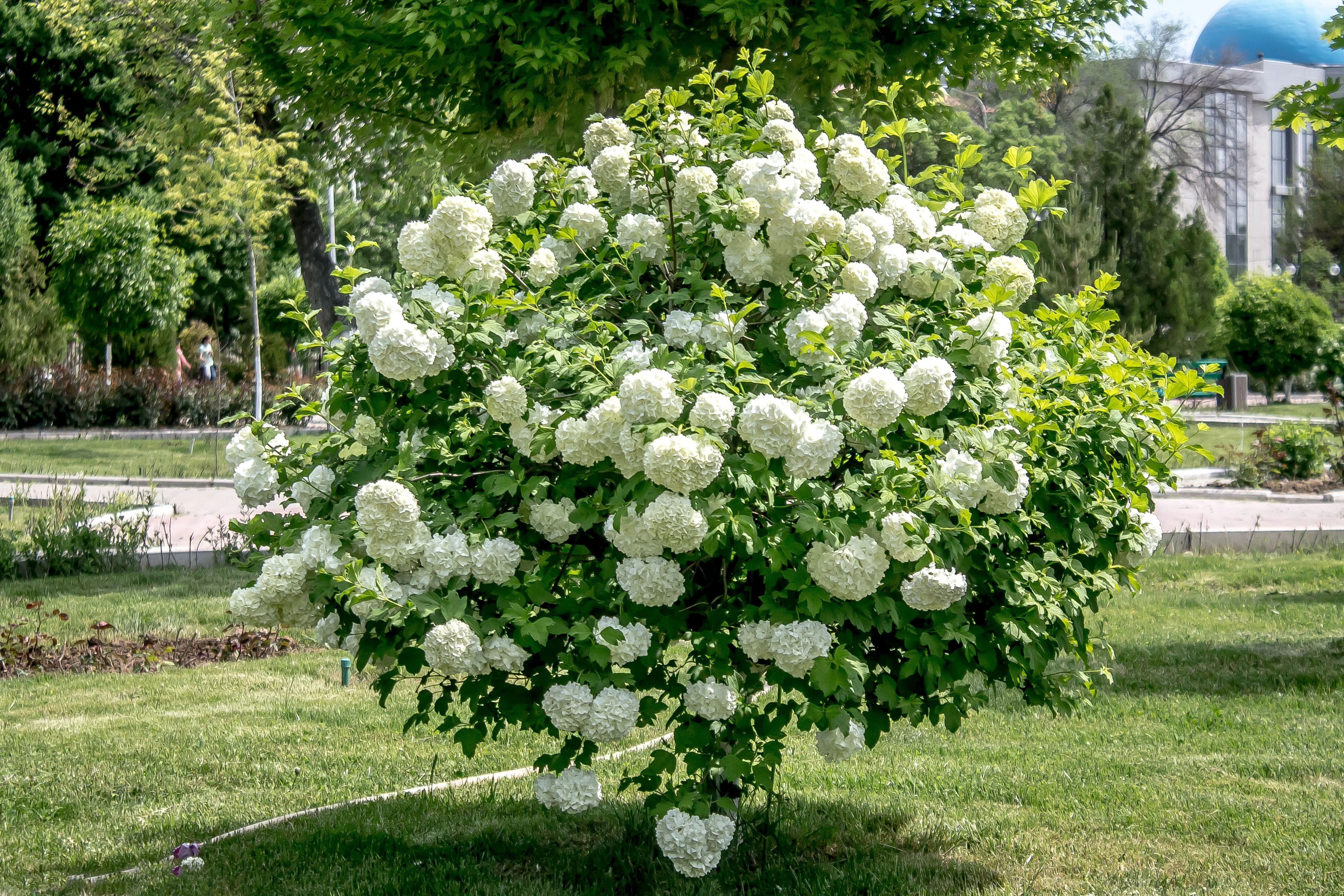 30 EUROPEAN CRANBERRY / SNOWBALL Tree Guelder Rose Viburnum Opulus Red Fruit White Flower Seeds - Image 4