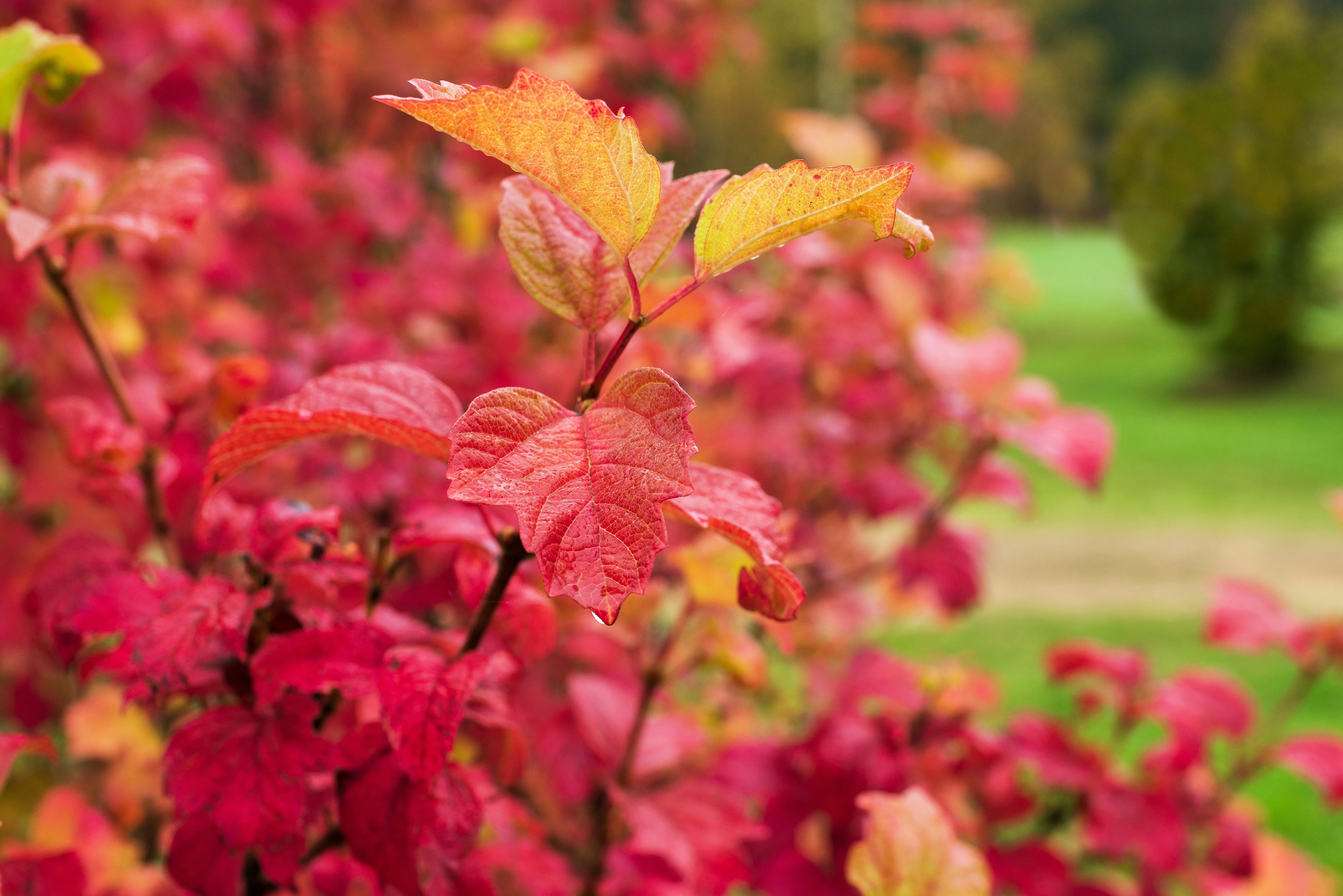 30 EUROPEAN CRANBERRY / SNOWBALL Tree Guelder Rose Viburnum Opulus Red Fruit White Flower Seeds - Image 5