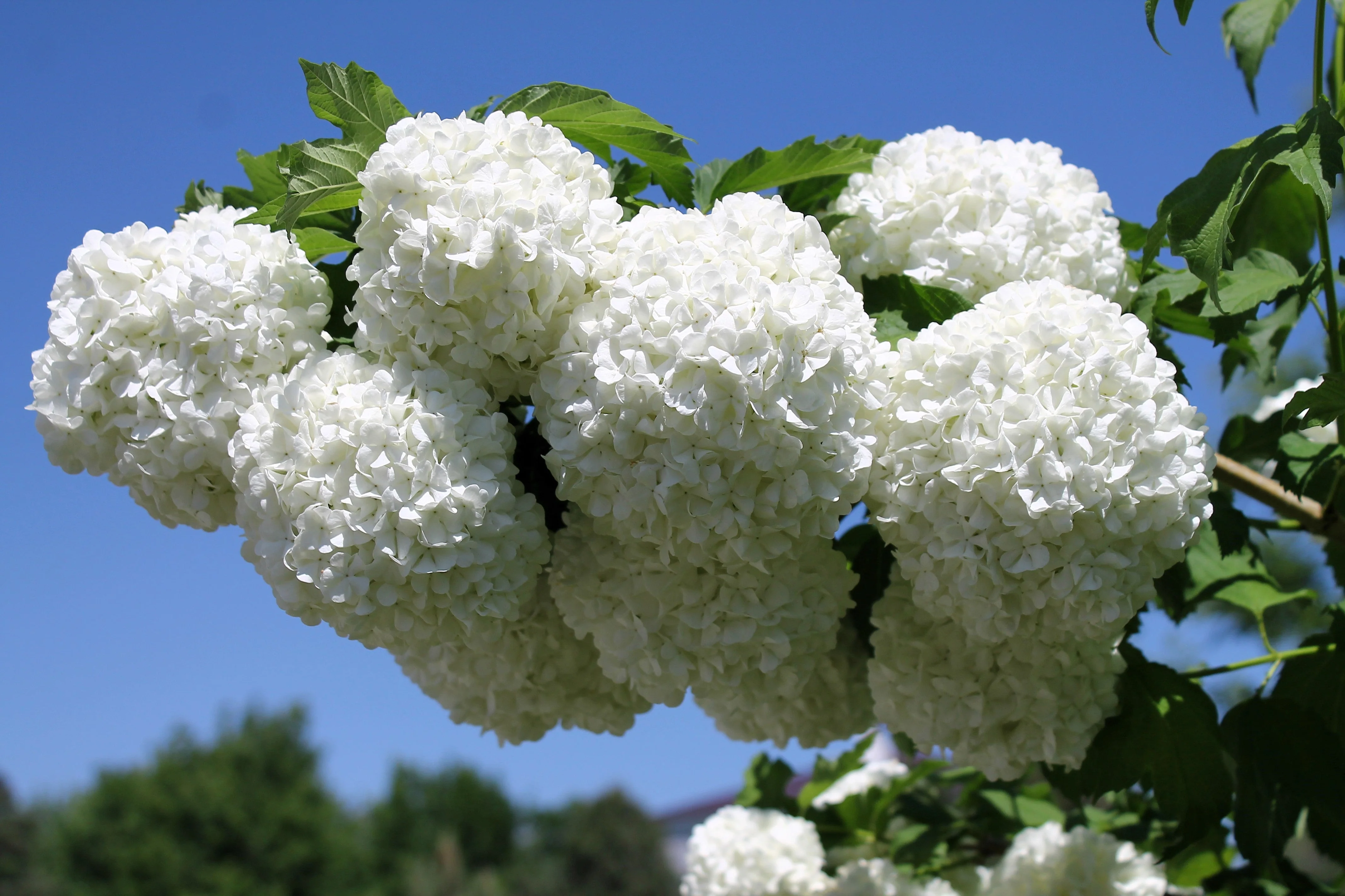 30 EUROPEAN CRANBERRY / SNOWBALL Tree Guelder Rose Viburnum Opulus Red Fruit White Flower Seeds - Image 6