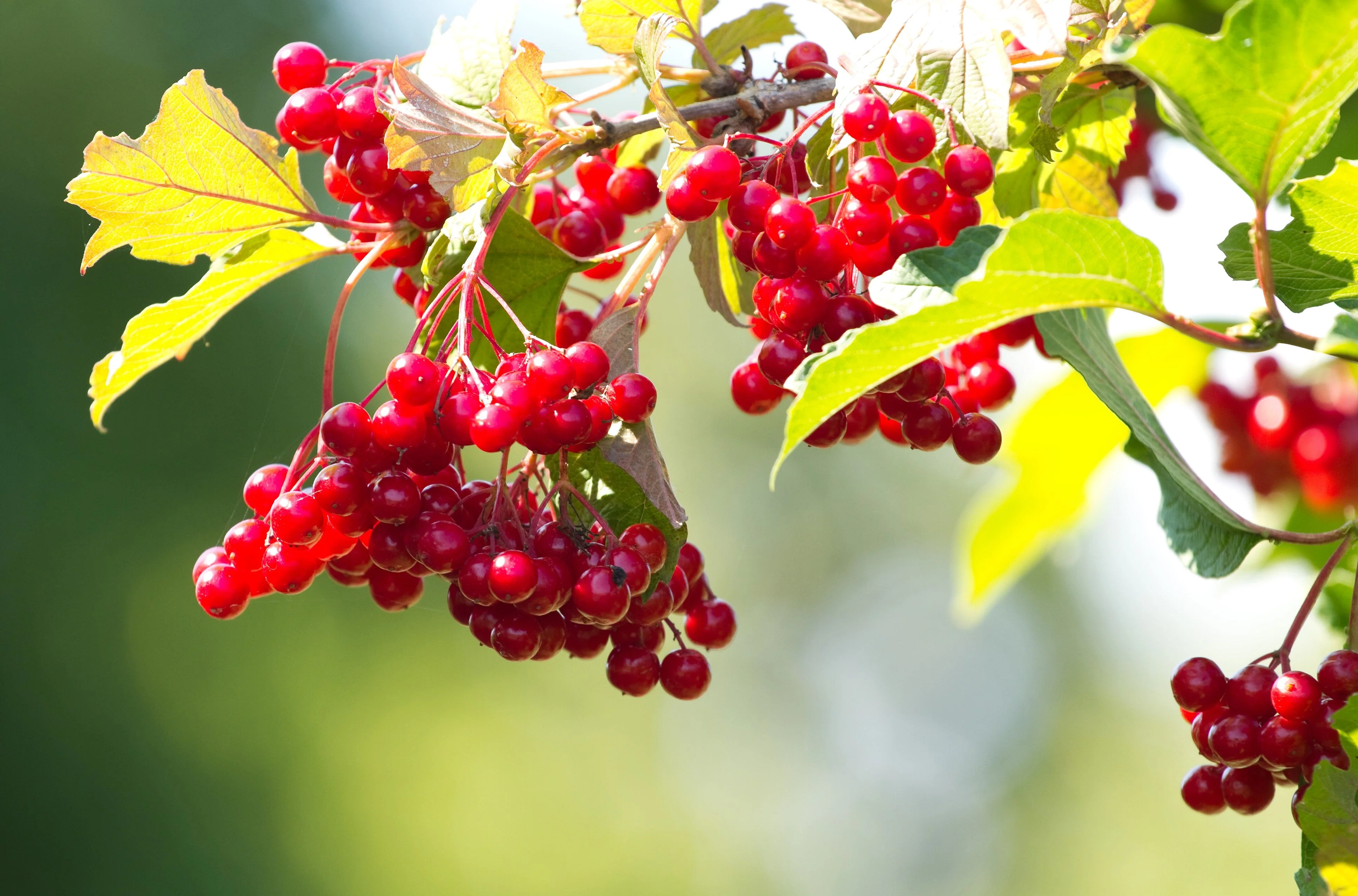 30 EUROPEAN CRANBERRY / SNOWBALL Tree Guelder Rose Viburnum Opulus Red Fruit White Flower Seeds - Image 7