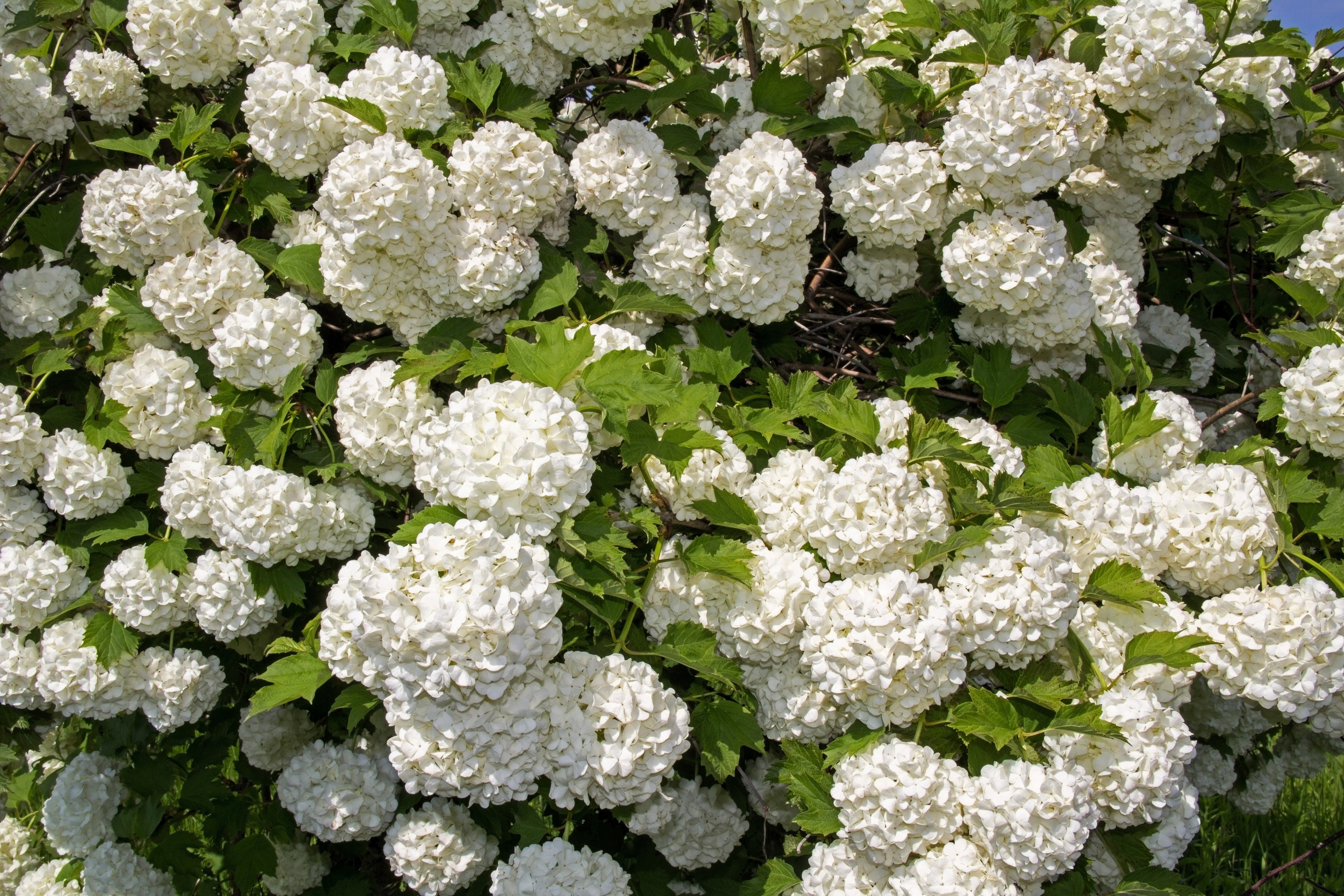 30 EUROPEAN CRANBERRY / SNOWBALL Tree Guelder Rose Viburnum Opulus Red Fruit White Flower Seeds - Image 8
