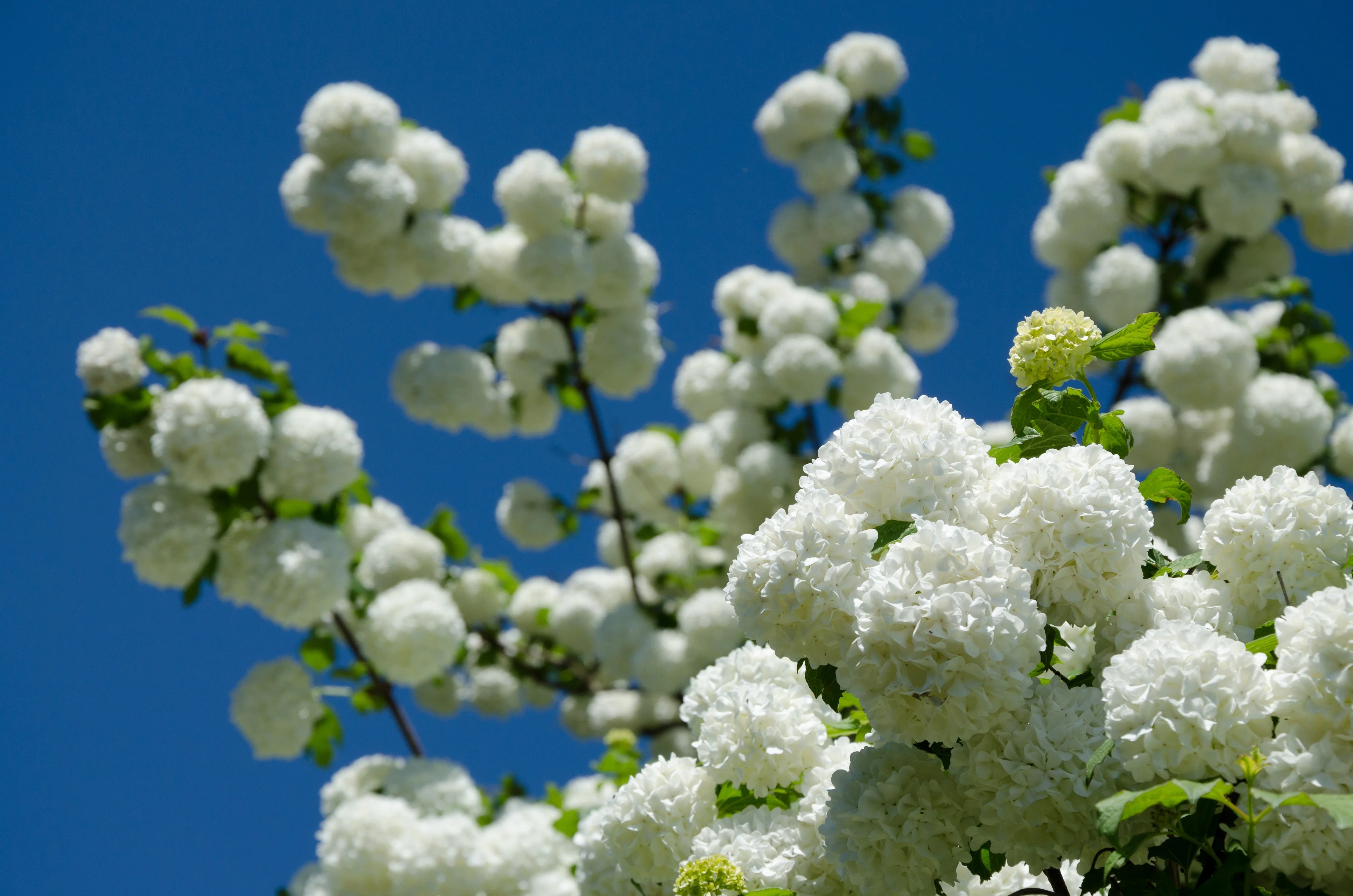 30 EUROPEAN CRANBERRY / SNOWBALL Tree Guelder Rose Viburnum Opulus Red Fruit White Flower Seeds - Image 9
