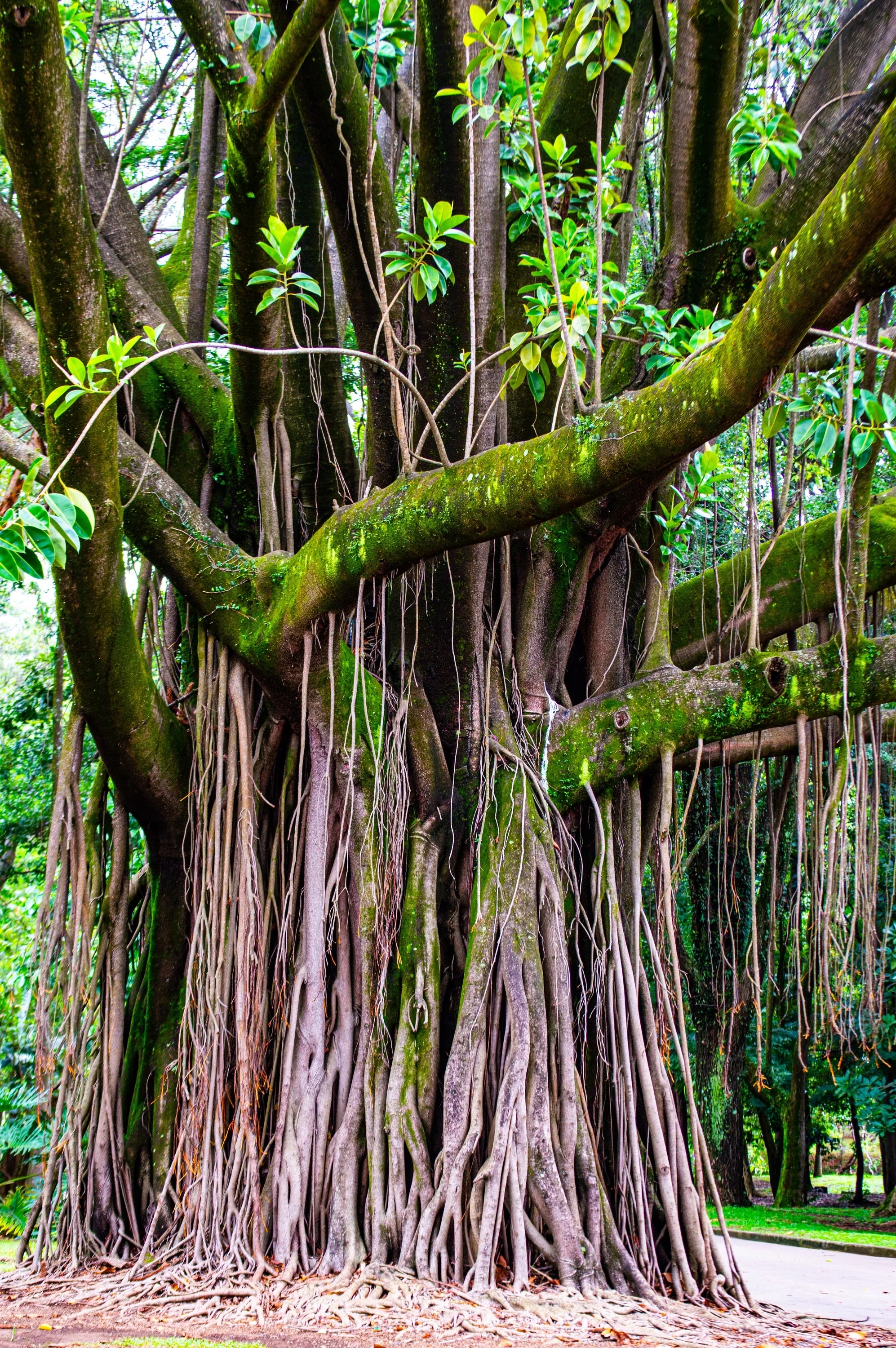 30 FICUS TREE (Bodhi Tree / Sacred Fig / Bo Tree / Pipal) Ficus Religiosa Seeds - Image 10