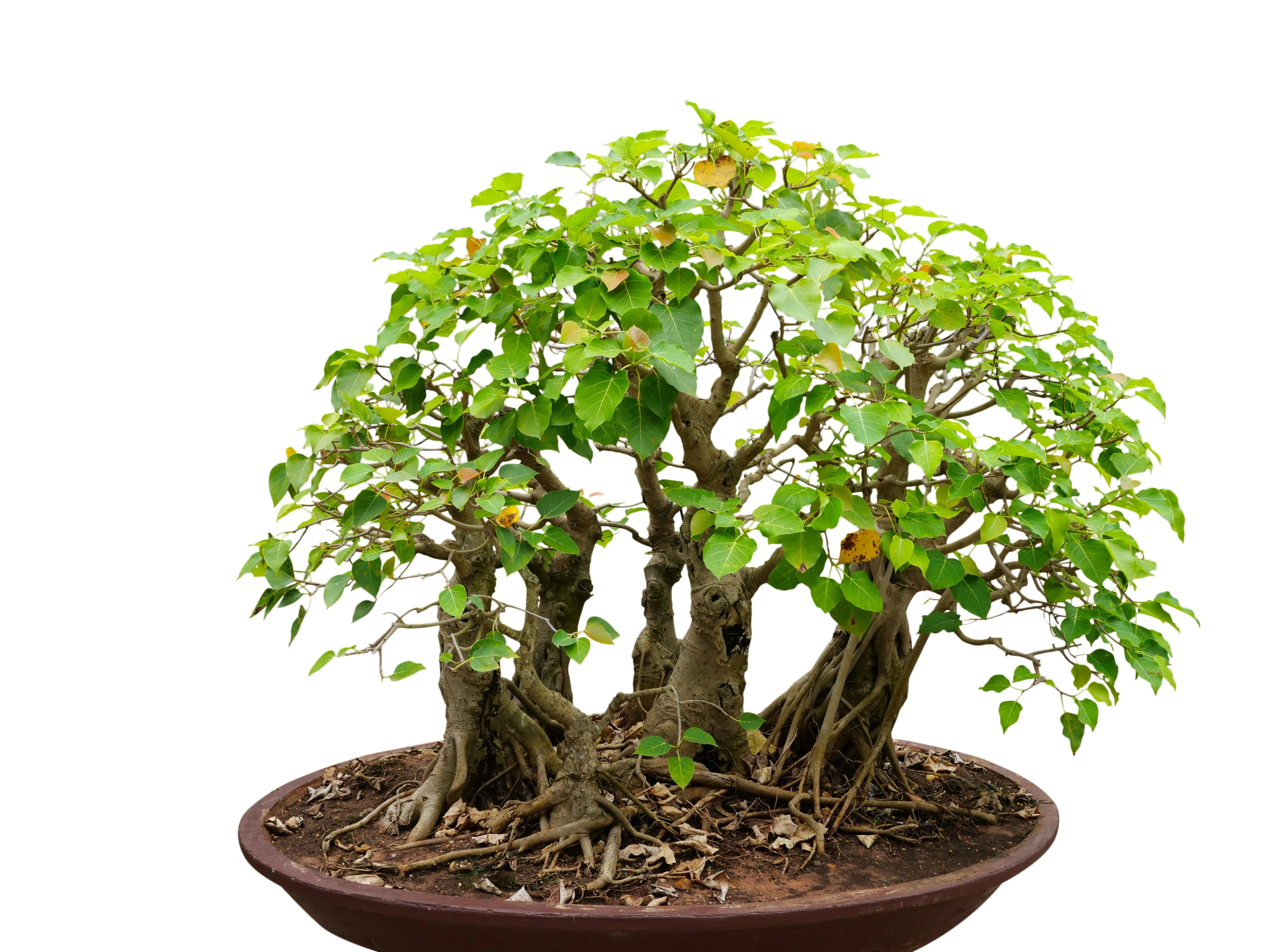 30 FICUS TREE (Bodhi Tree / Sacred Fig / Bo Tree / Pipal) Ficus Religiosa Seeds - Image 11