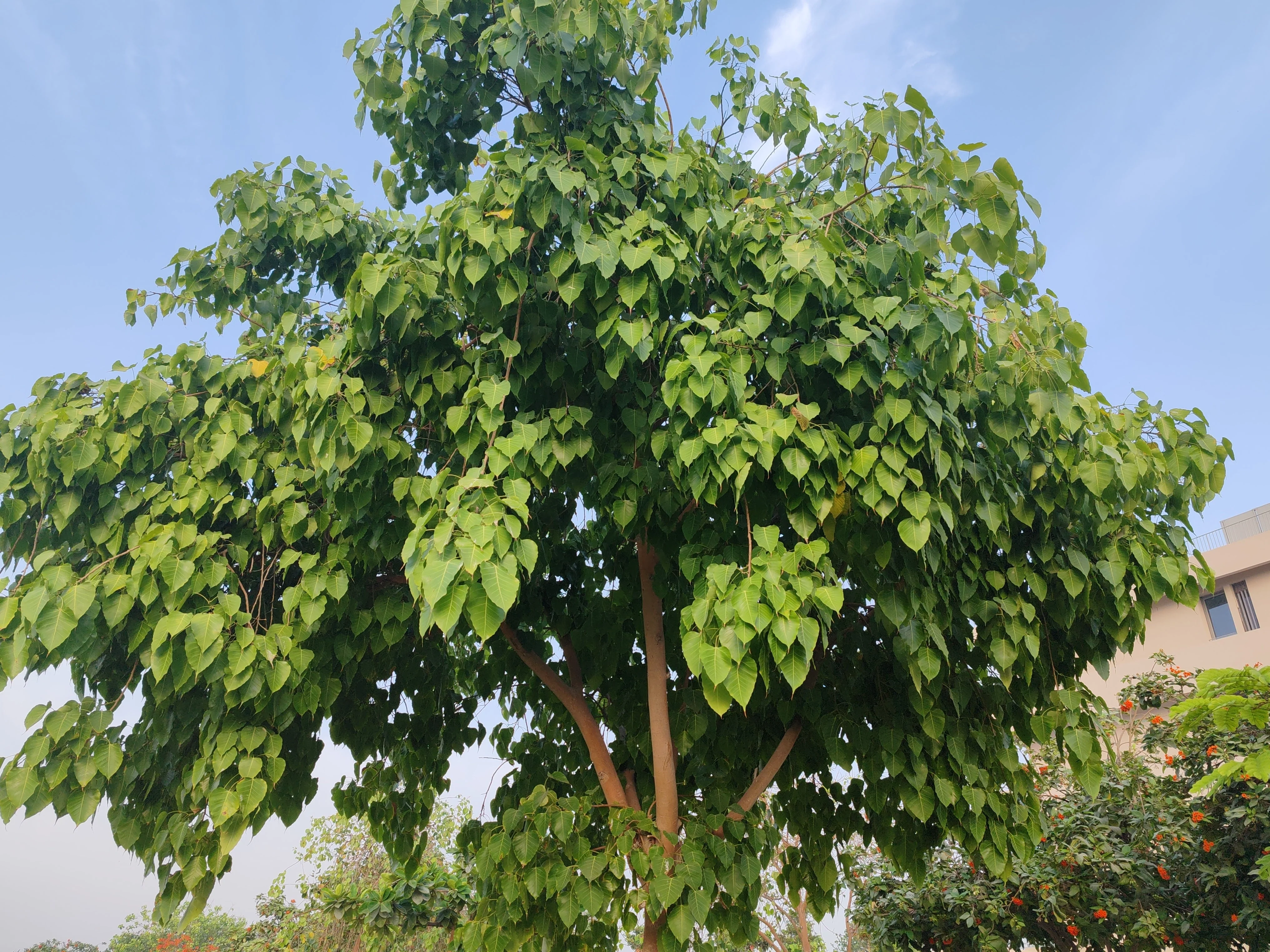 30 FICUS TREE (Bodhi Tree / Sacred Fig / Bo Tree / Pipal) Ficus Religiosa Seeds - Image 2