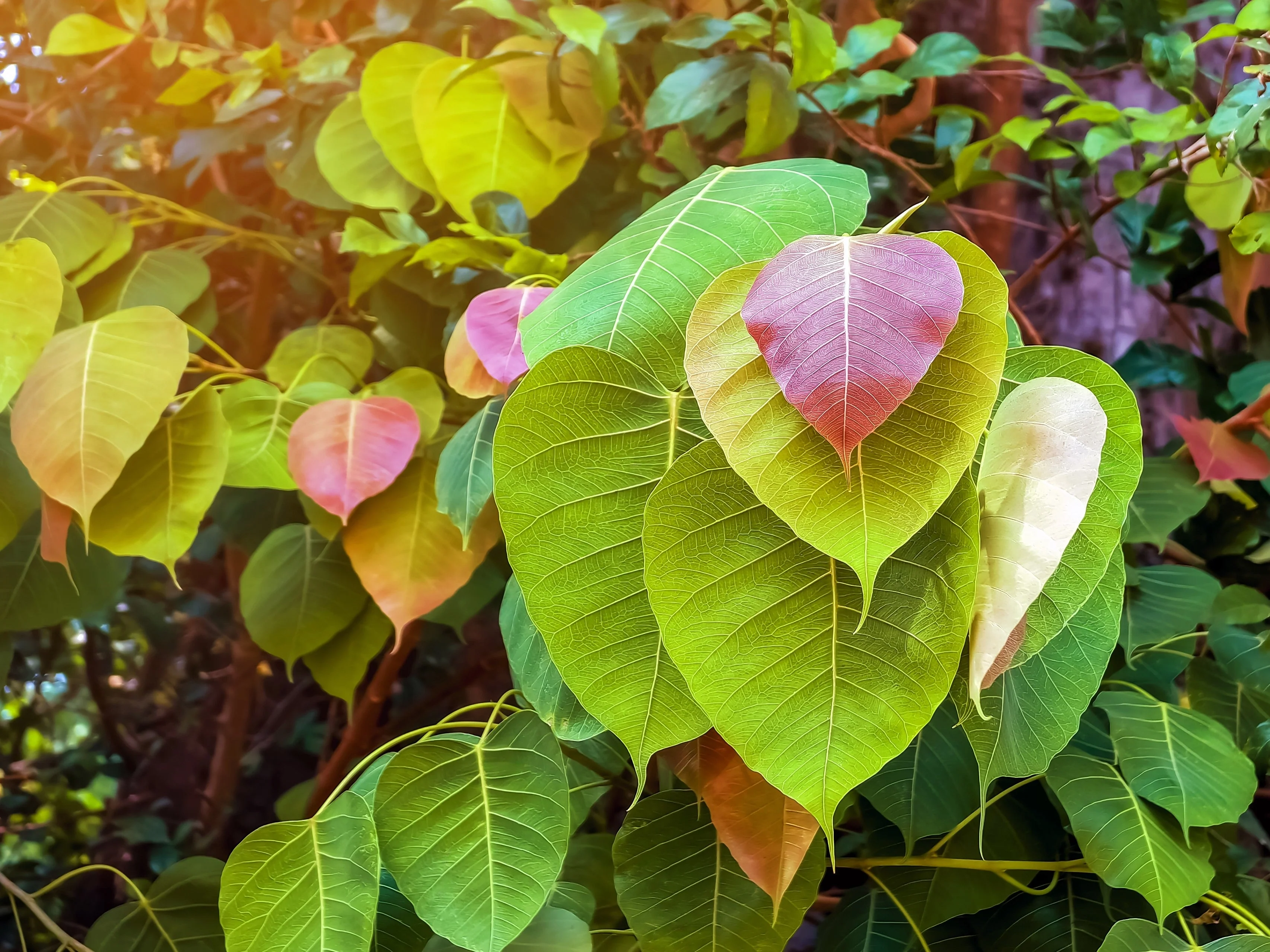30 FICUS TREE (Bodhi Tree / Sacred Fig / Bo Tree / Pipal) Ficus Religiosa Seeds - Image 3