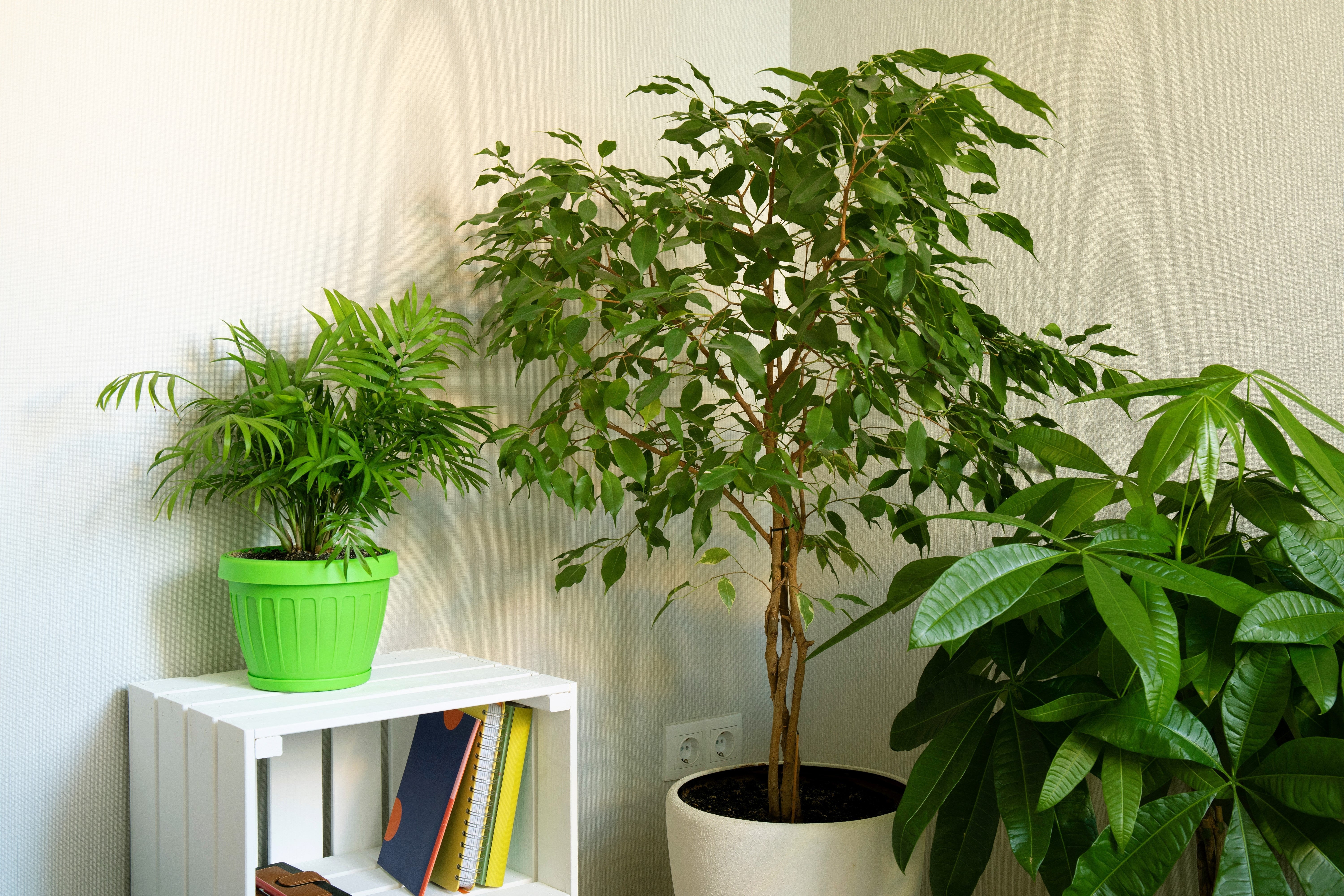 30 FICUS TREE (Bodhi Tree / Sacred Fig / Bo Tree / Pipal) Ficus Religiosa Seeds - Image 4
