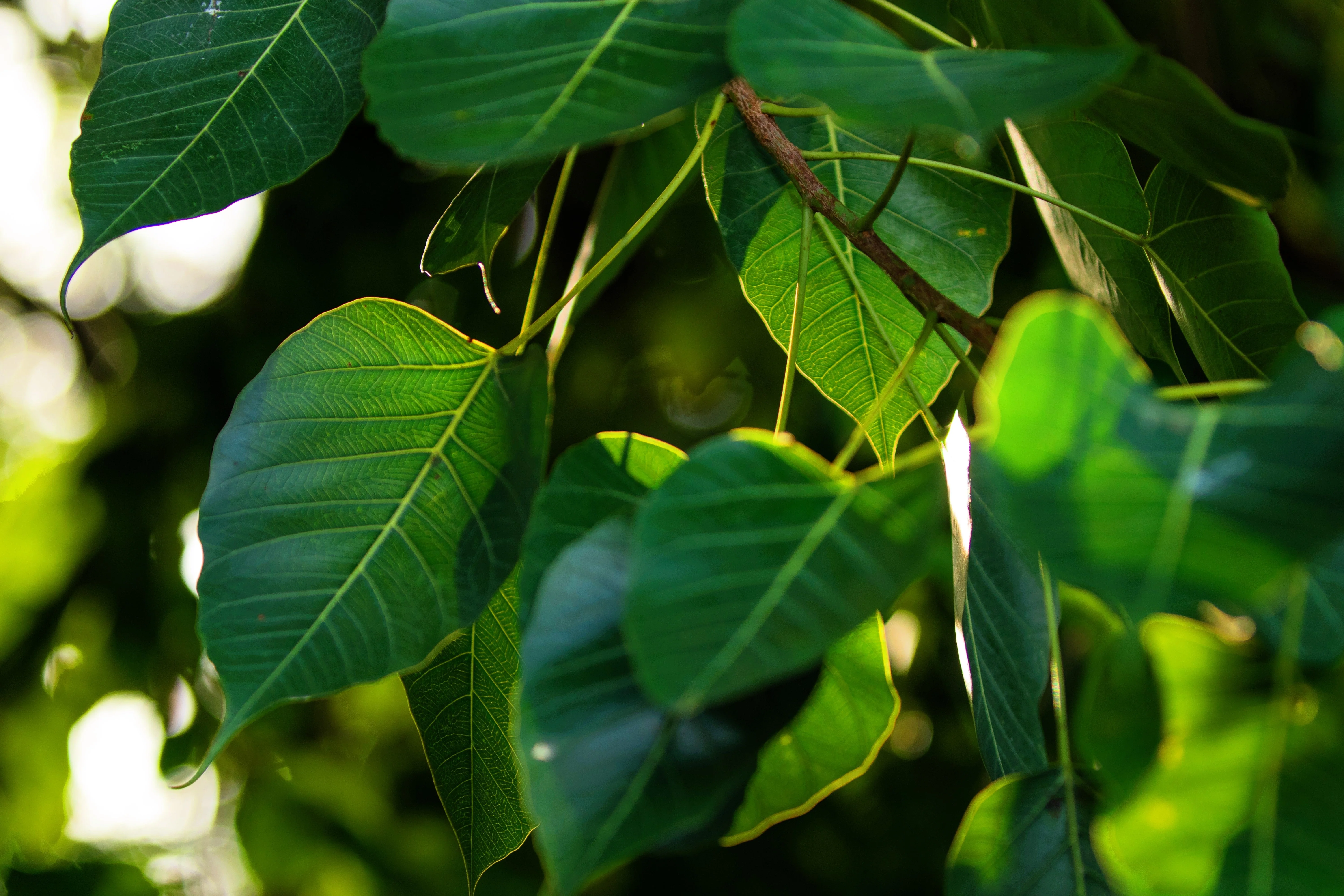 30 FICUS TREE (Bodhi Tree / Sacred Fig / Bo Tree / Pipal) Ficus Religiosa Seeds - Image 5