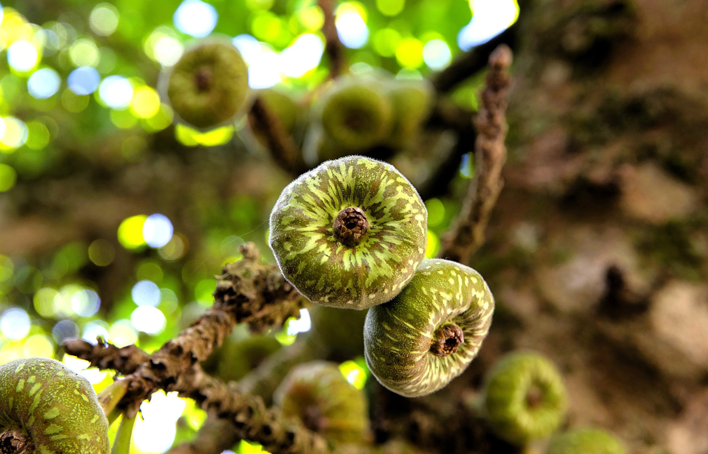 30 FICUS TREE (Bodhi Tree / Sacred Fig / Bo Tree / Pipal) Ficus Religiosa Seeds - Image 7