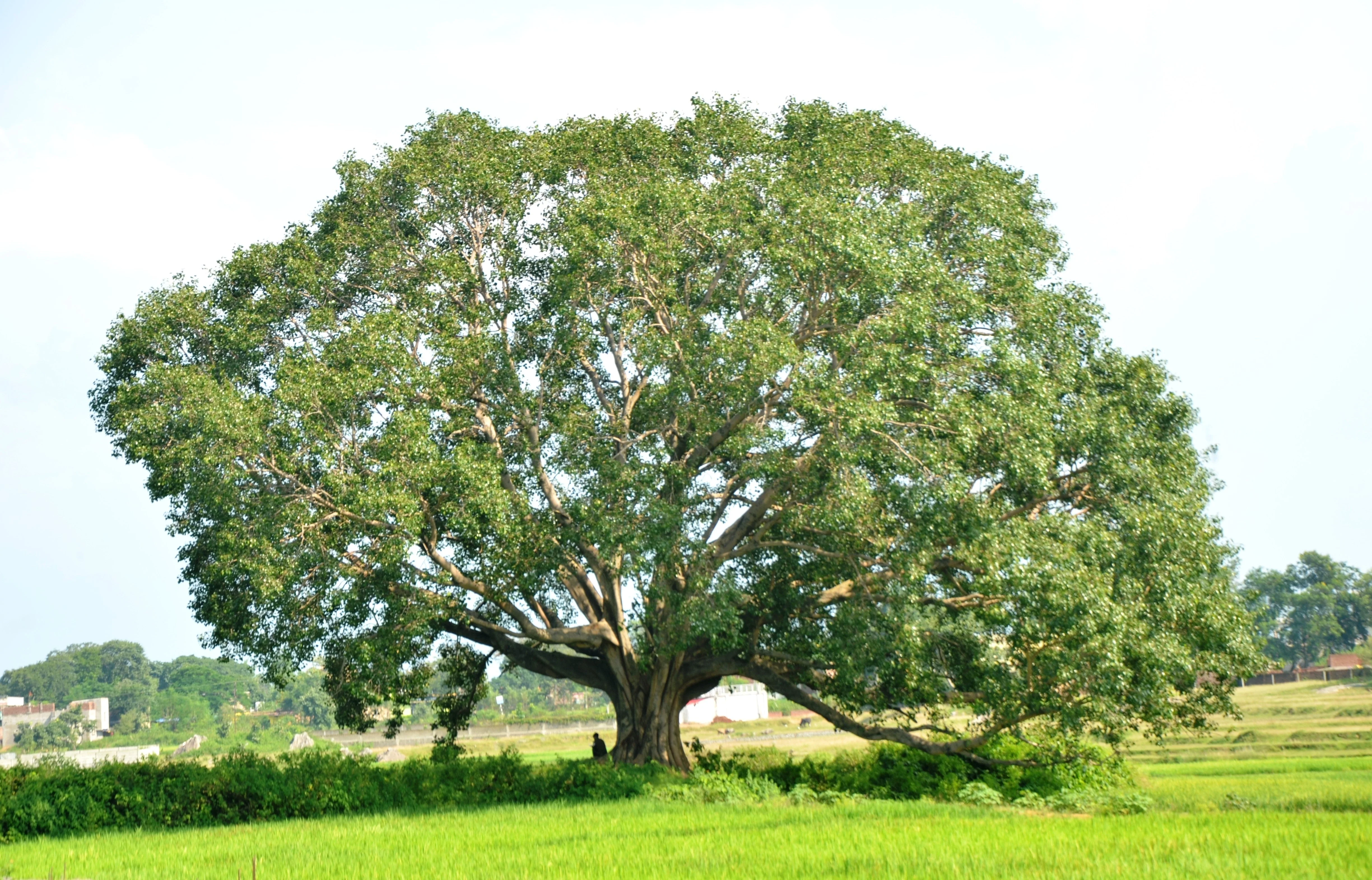 30 FICUS TREE (Bodhi Tree / Sacred Fig / Bo Tree / Pipal) Ficus Religiosa Seeds - Image 8