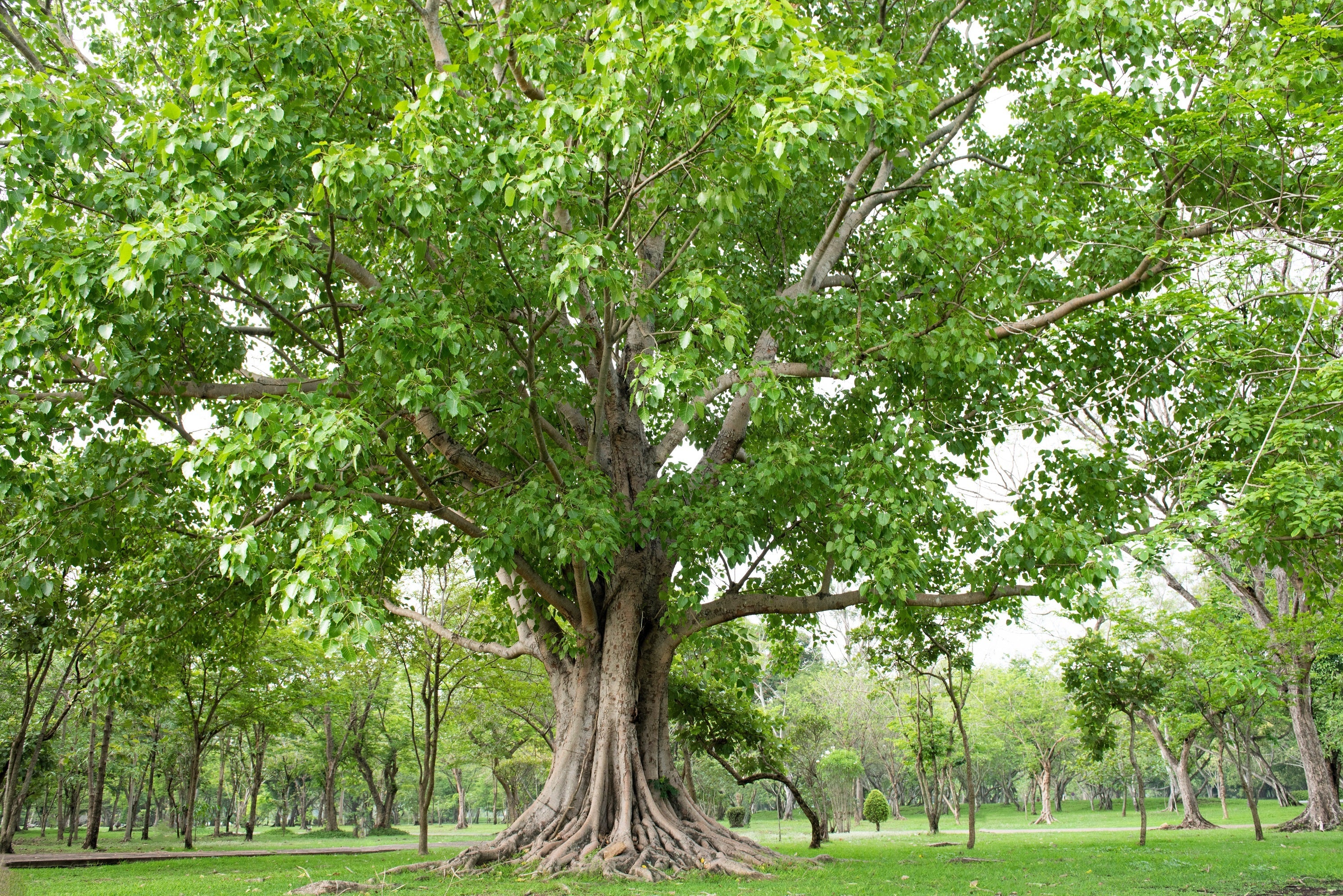 30 FICUS TREE (Bodhi Tree / Sacred Fig / Bo Tree / Pipal) Ficus Religiosa Seeds - Image 9