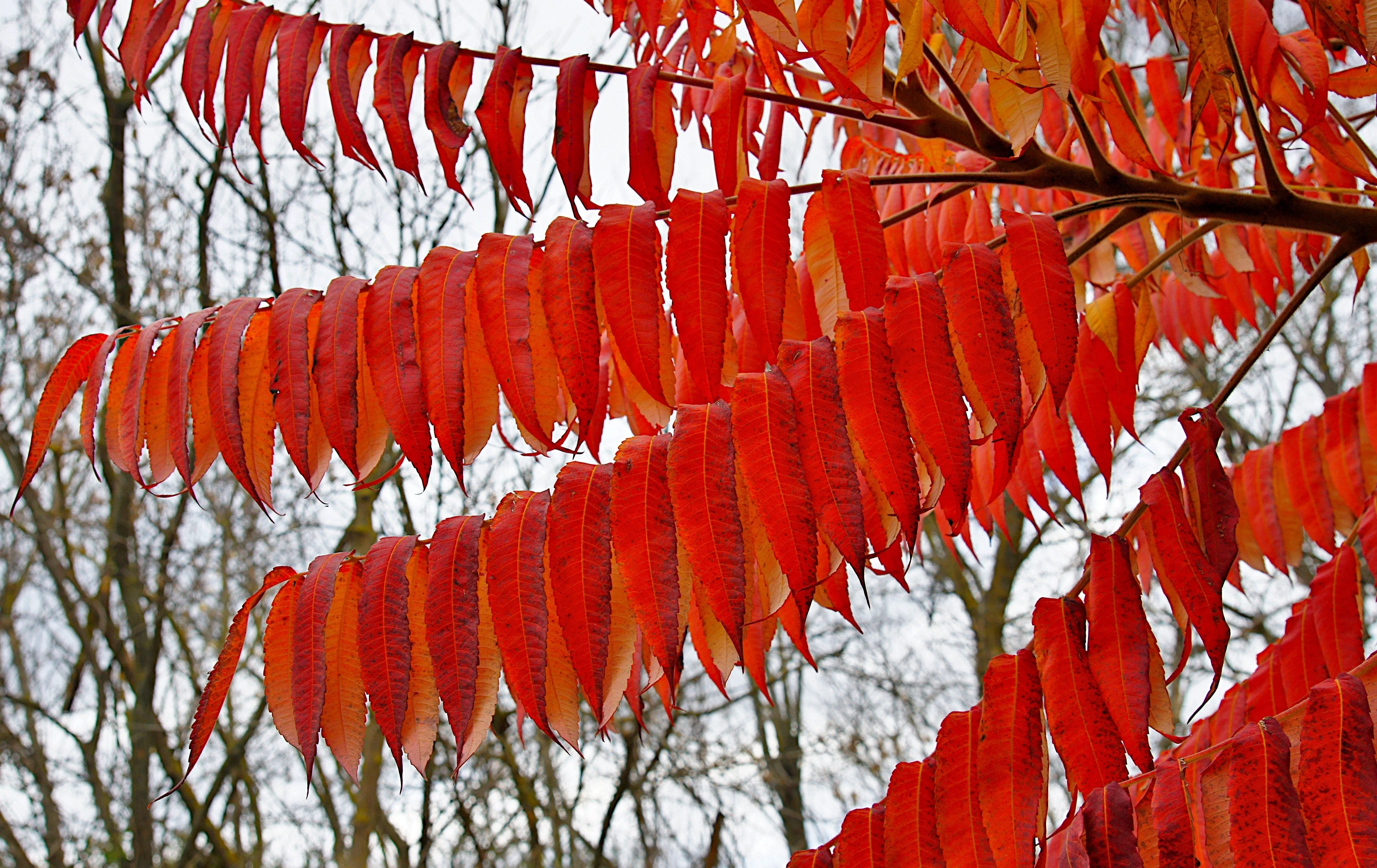 30 FLAMELEAF SUMAC TREE Shining Dwarf Winged Rhus Schmaltzia Copallina Seeds - Image 10