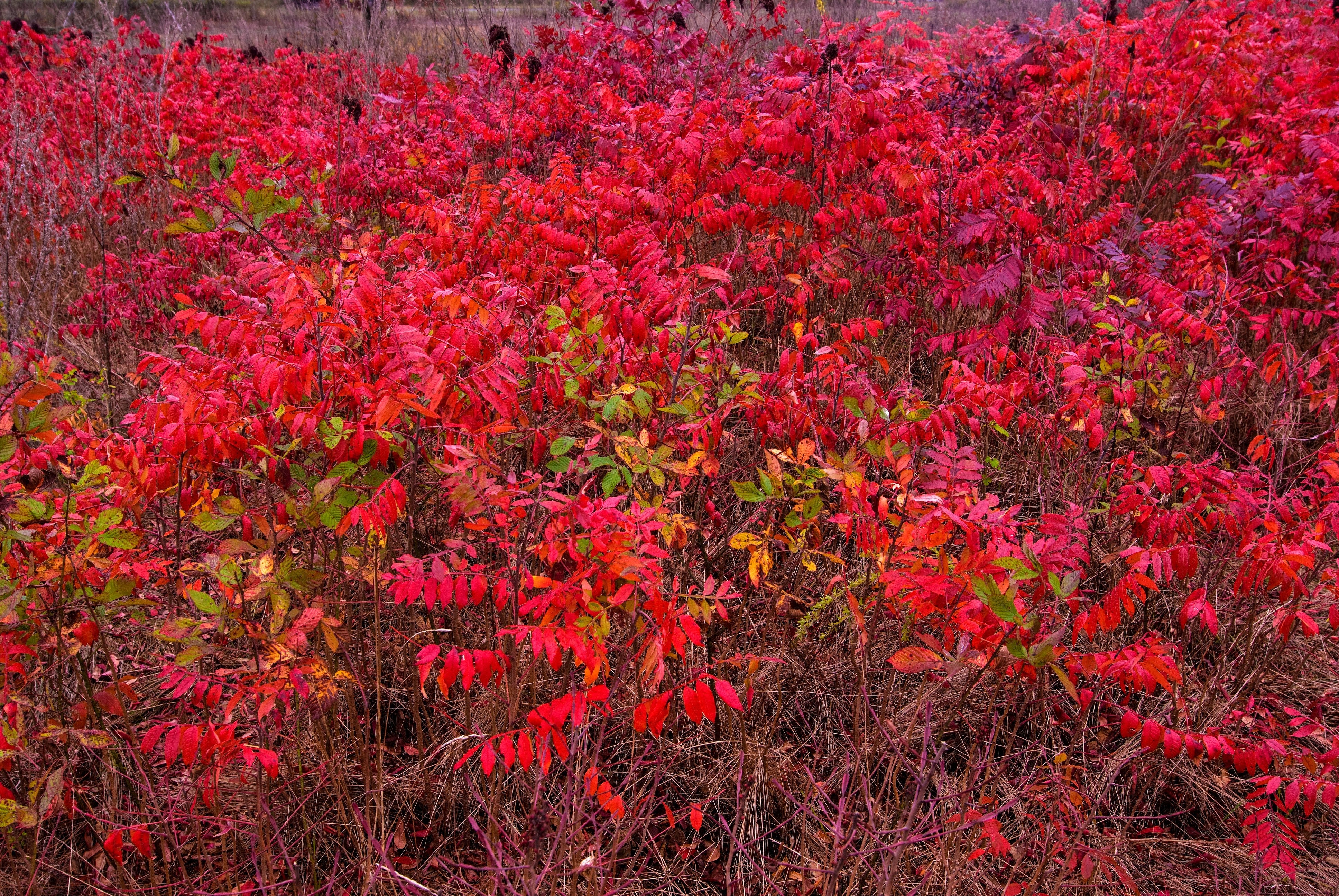 30 FLAMELEAF SUMAC TREE Shining Dwarf Winged Rhus Schmaltzia Copallina Seeds - Image 11