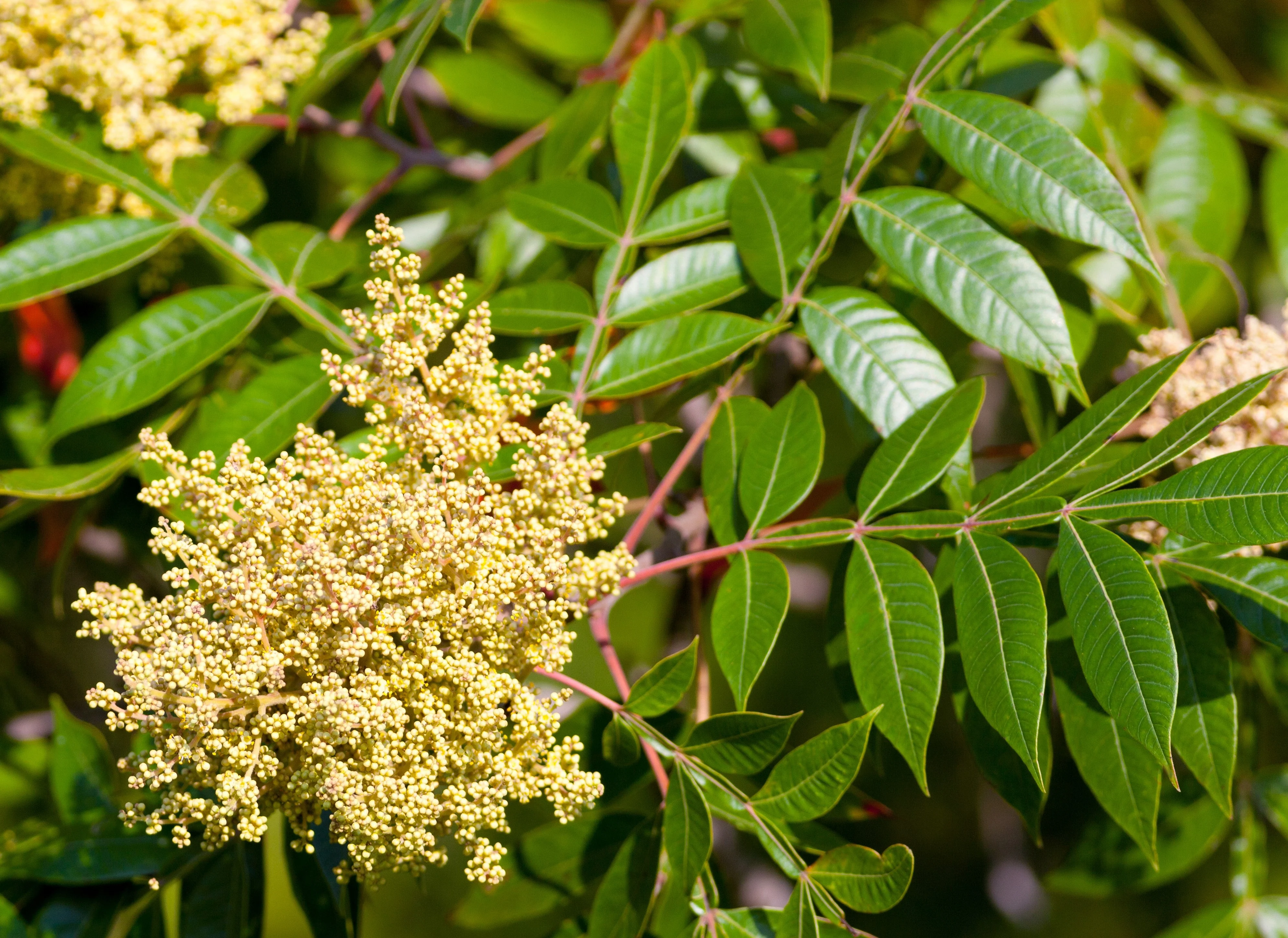 30 FLAMELEAF SUMAC TREE Shining Dwarf Winged Rhus Schmaltzia Copallina Seeds - Image 2