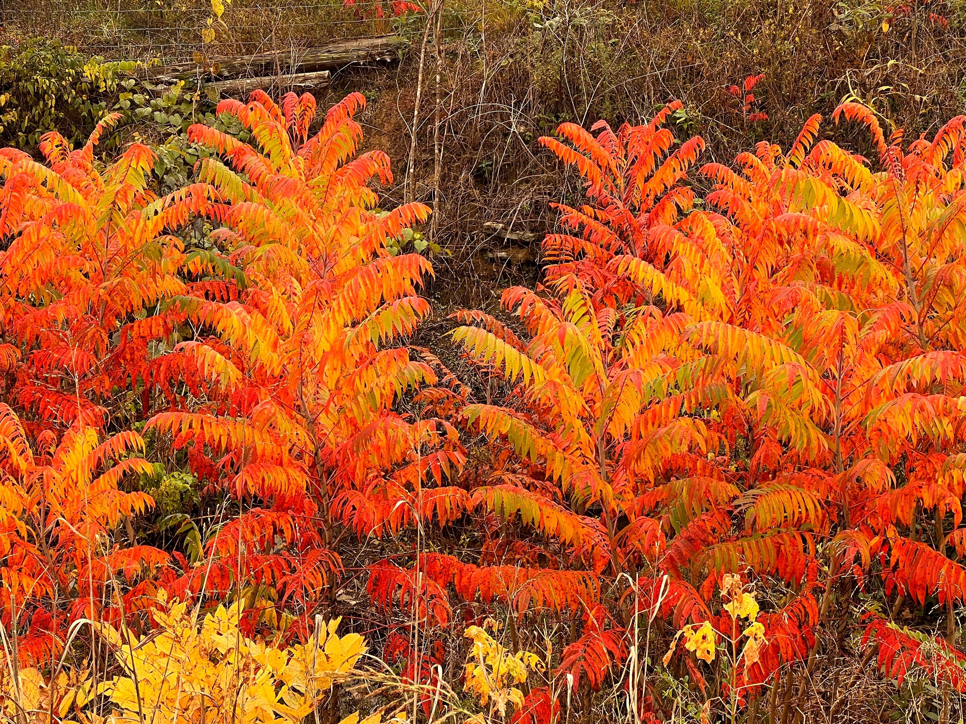 30 FLAMELEAF SUMAC TREE Shining Dwarf Winged Rhus Schmaltzia Copallina Seeds - Image 3