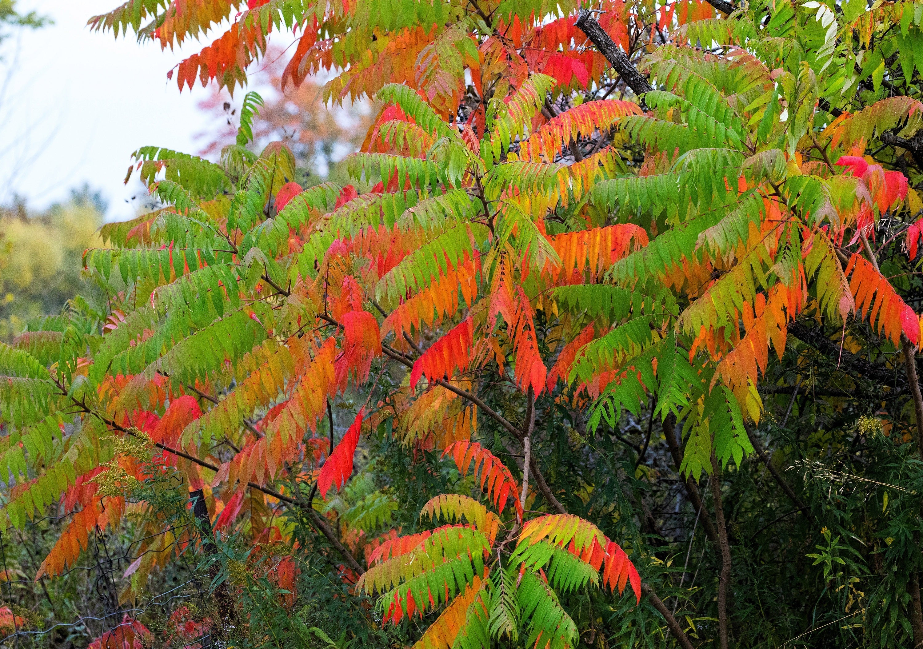 30 FLAMELEAF SUMAC TREE Shining Dwarf Winged Rhus Schmaltzia Copallina Seeds - Image 4