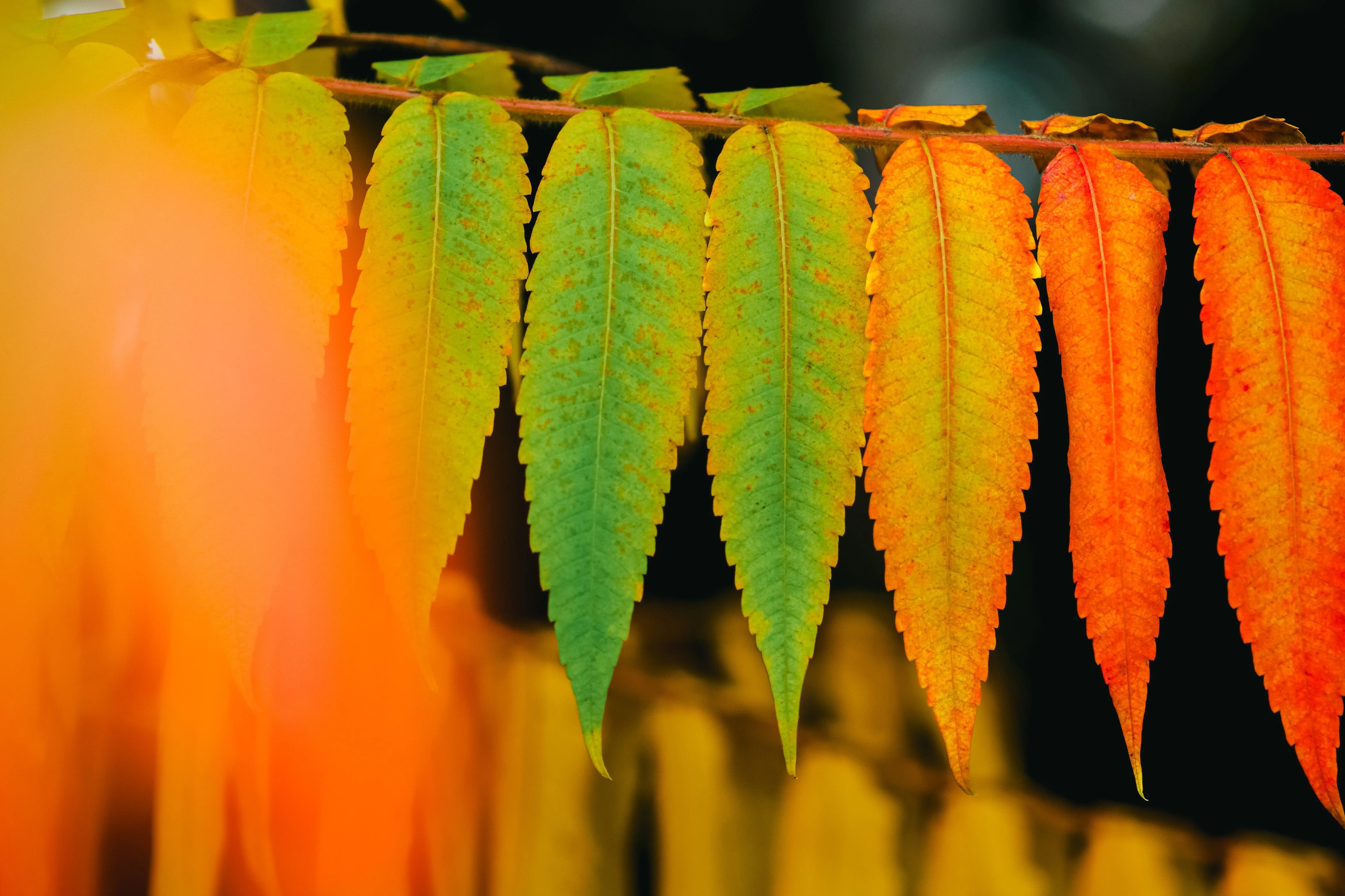 30 FLAMELEAF SUMAC TREE Shining Dwarf Winged Rhus Schmaltzia Copallina Seeds - Image 5