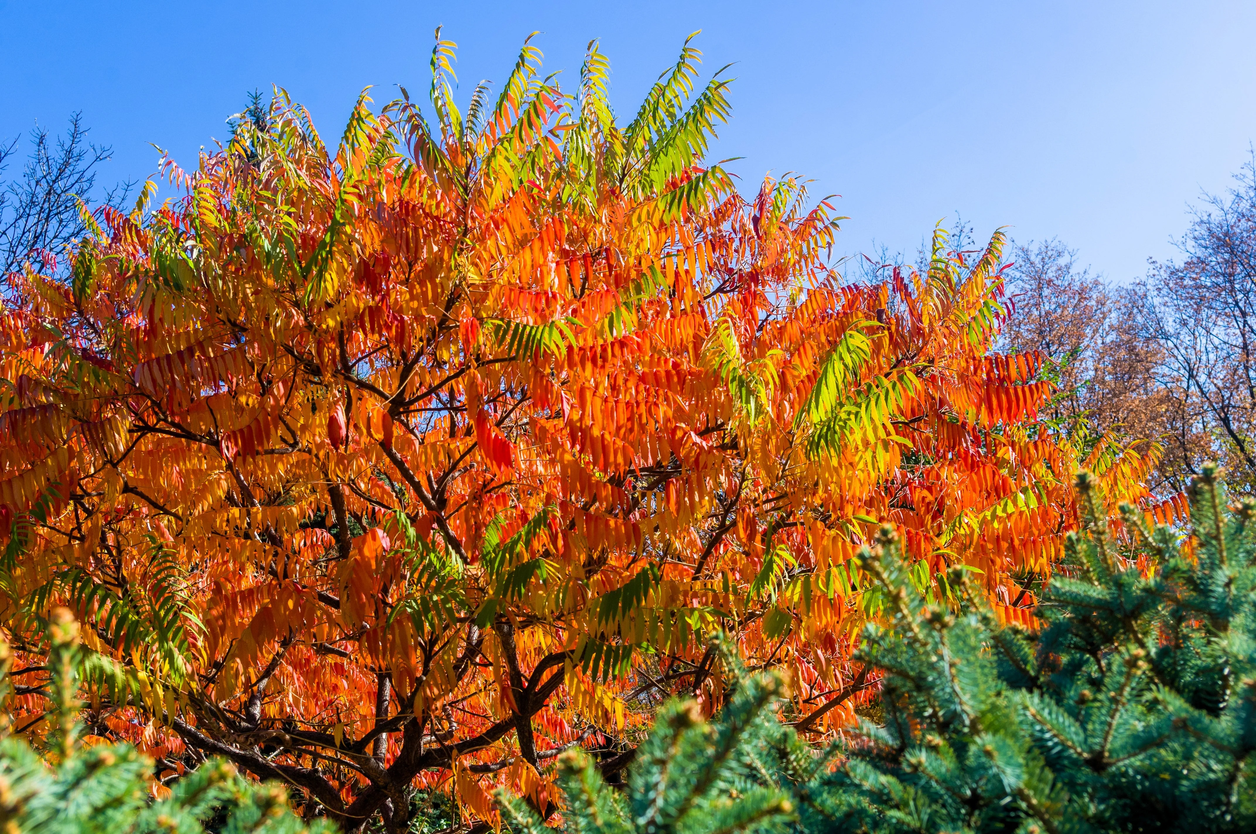 30 FLAMELEAF SUMAC TREE Shining Dwarf Winged Rhus Schmaltzia Copallina Seeds - Image 6
