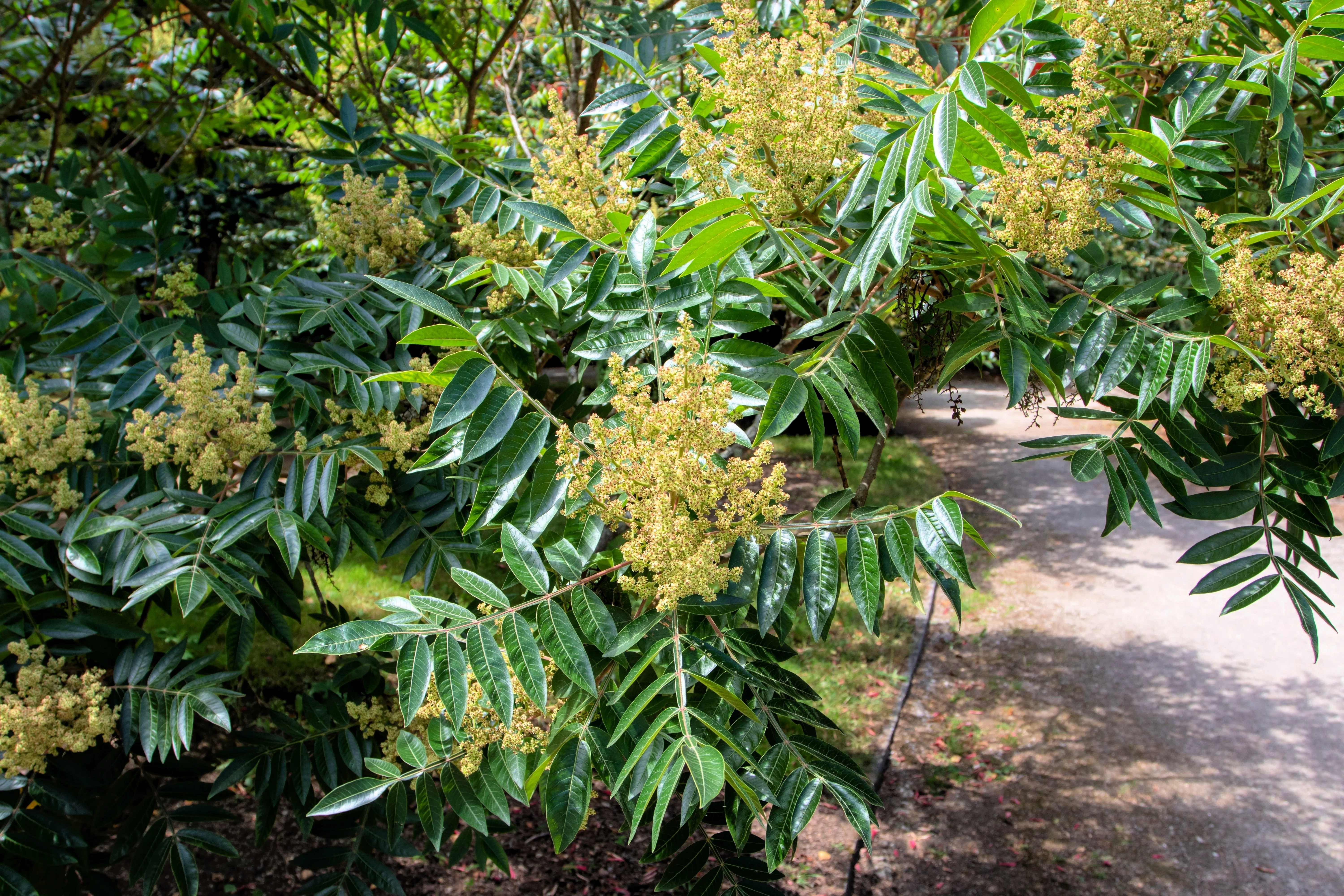 30 FLAMELEAF SUMAC TREE Shining Dwarf Winged Rhus Schmaltzia Copallina Seeds - Image 7