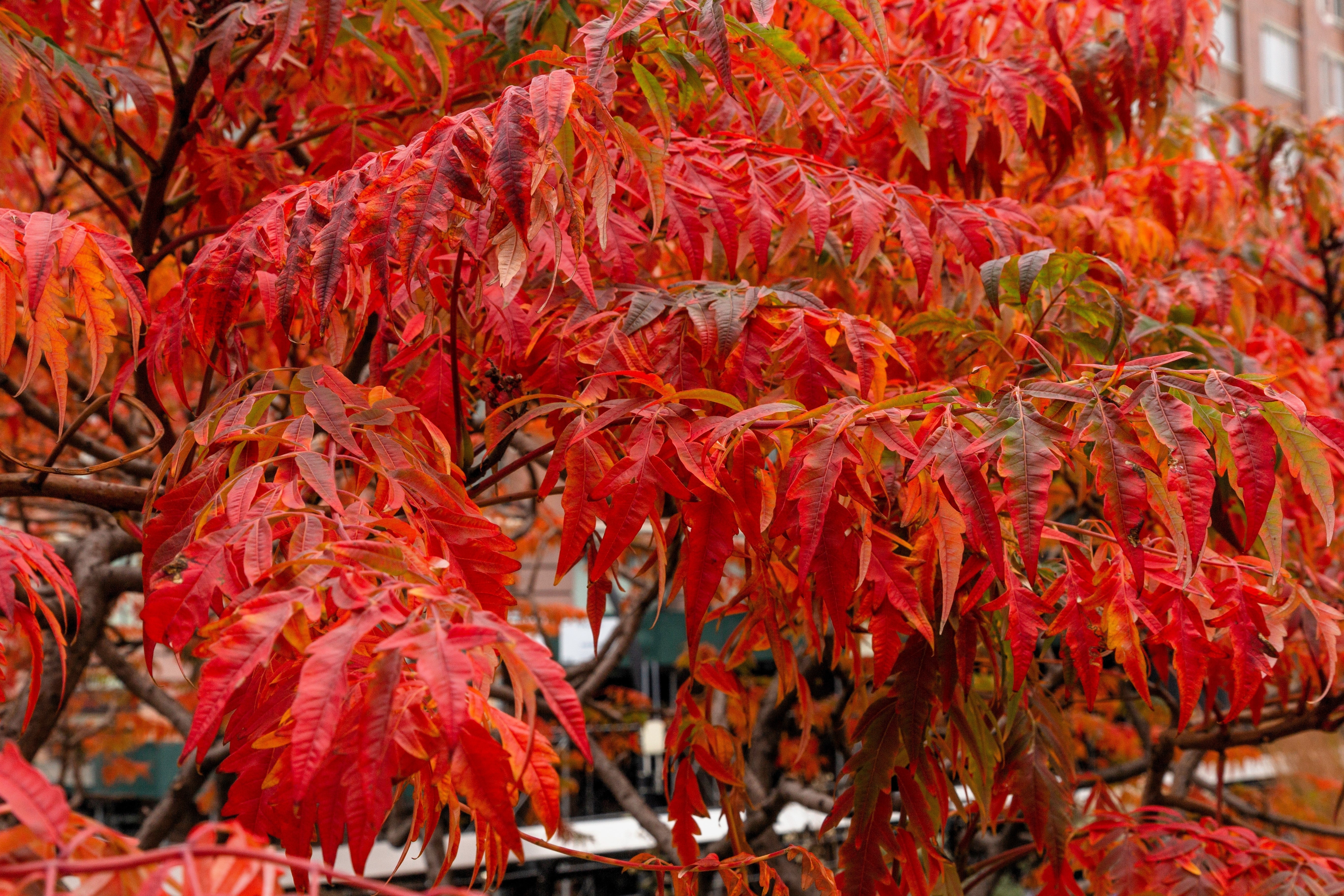 30 FLAMELEAF SUMAC TREE Shining Dwarf Winged Rhus Schmaltzia Copallina Seeds - Image 8