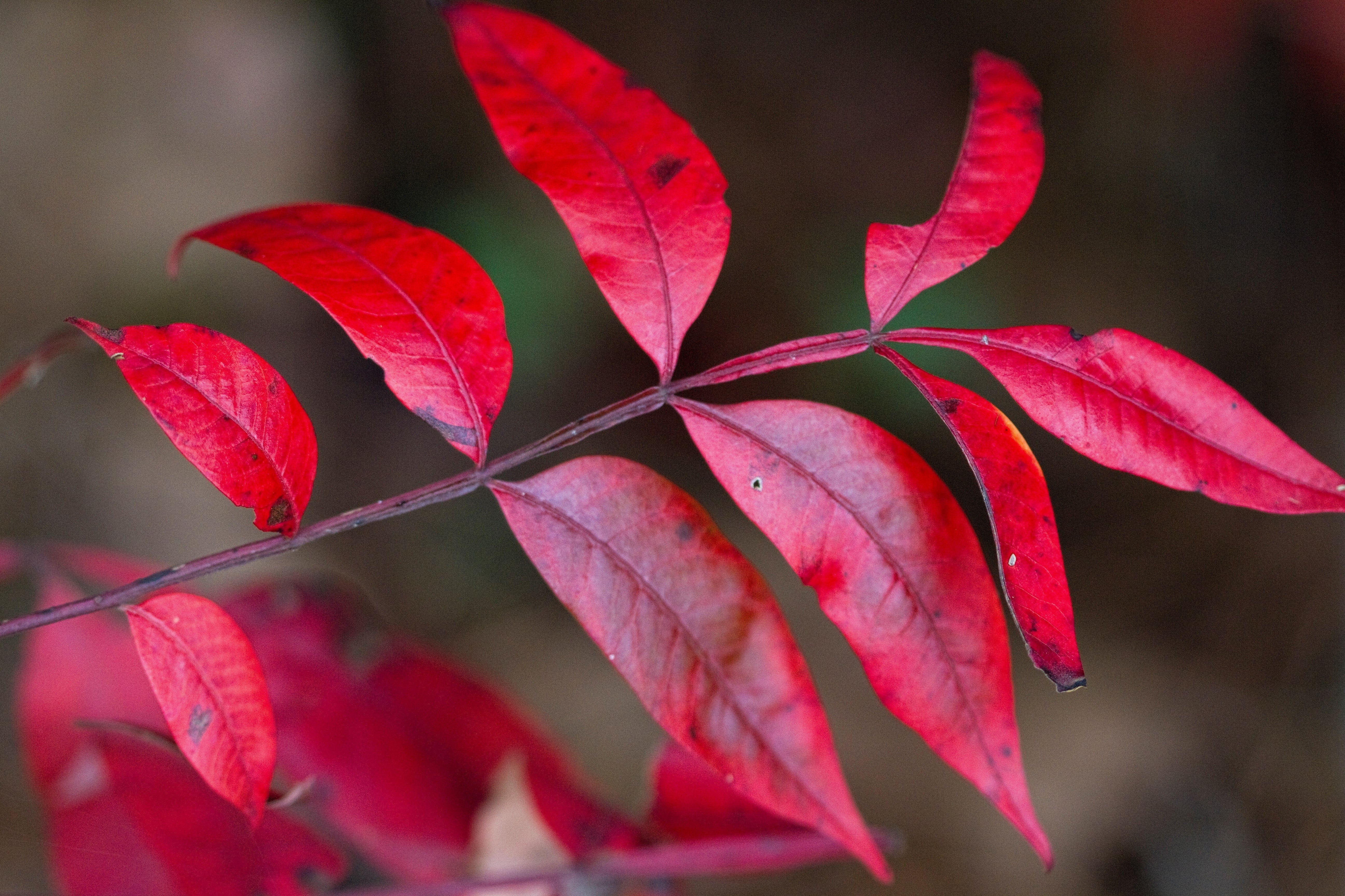 30 FLAMELEAF SUMAC TREE Shining Dwarf Winged Rhus Schmaltzia Copallina Seeds - Image 9