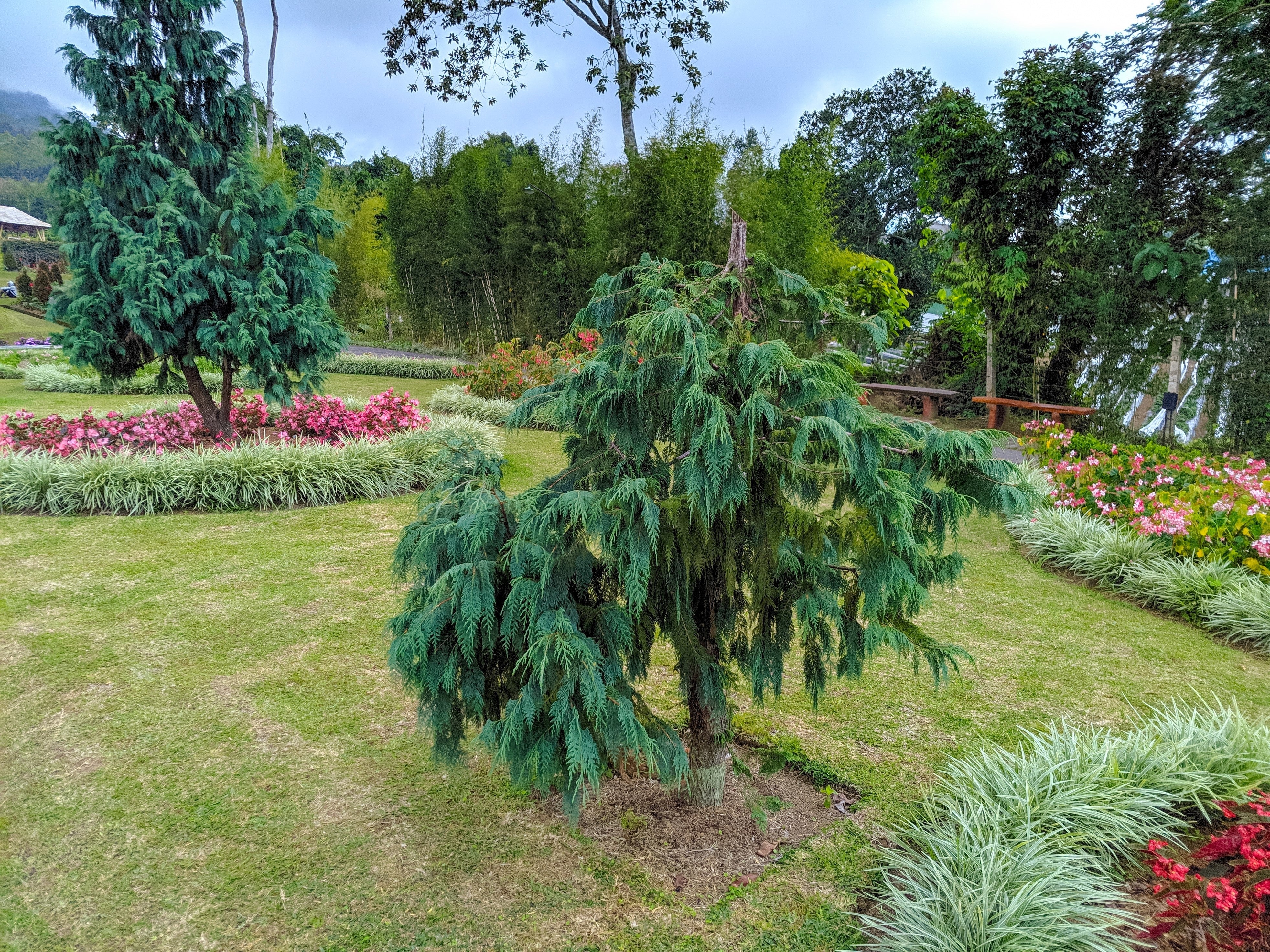 30 Kashmir WEEPING CYPRESS TREE Cupressus Cashmeriana Blue Evergreen Seeds - Image 10