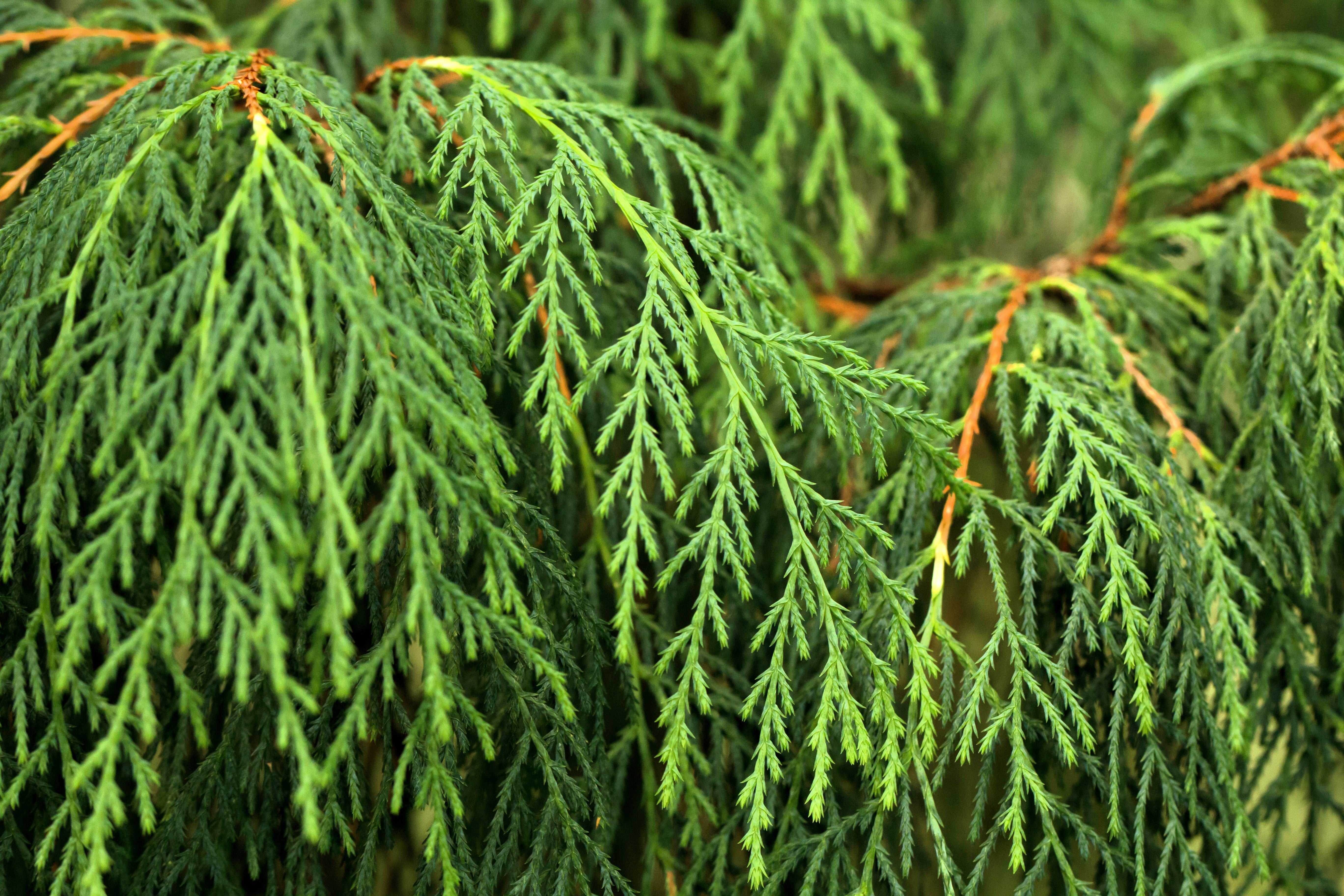 30 Kashmir WEEPING CYPRESS TREE Cupressus Cashmeriana Blue Evergreen Seeds - Image 2