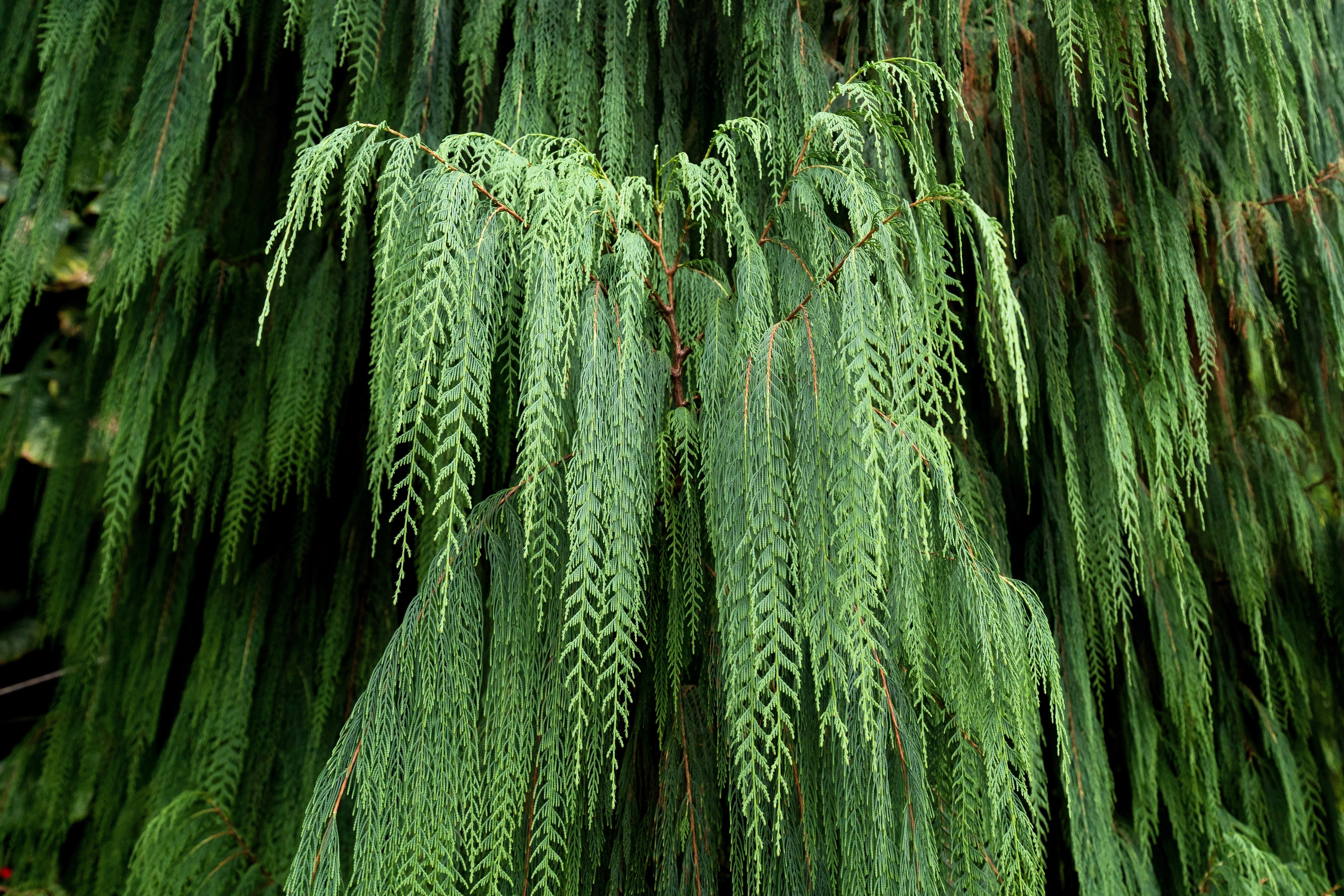 30 Kashmir WEEPING CYPRESS TREE Cupressus Cashmeriana Blue Evergreen Seeds - Image 4