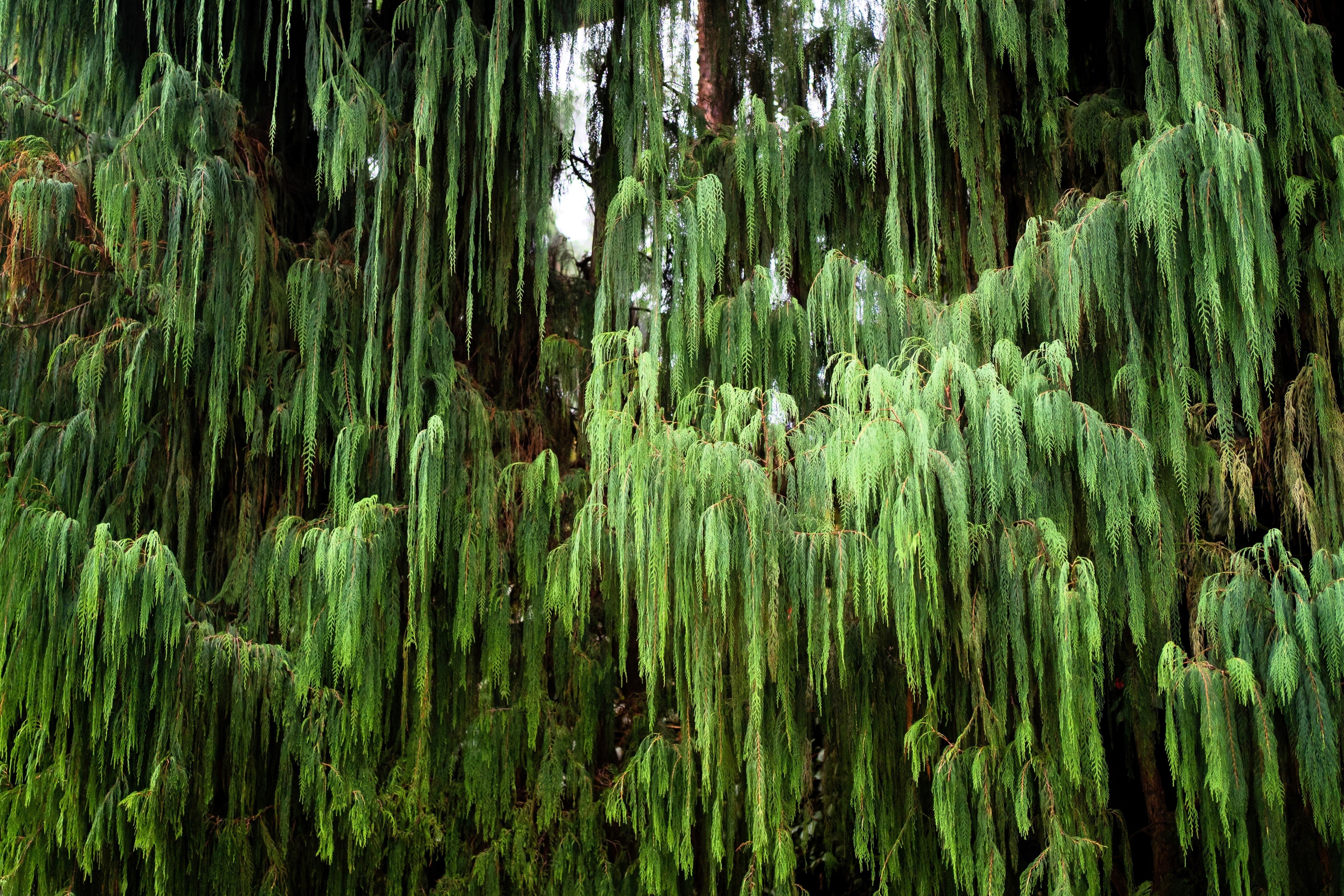30 Kashmir WEEPING CYPRESS TREE Cupressus Cashmeriana Blue Evergreen Seeds - Image 5