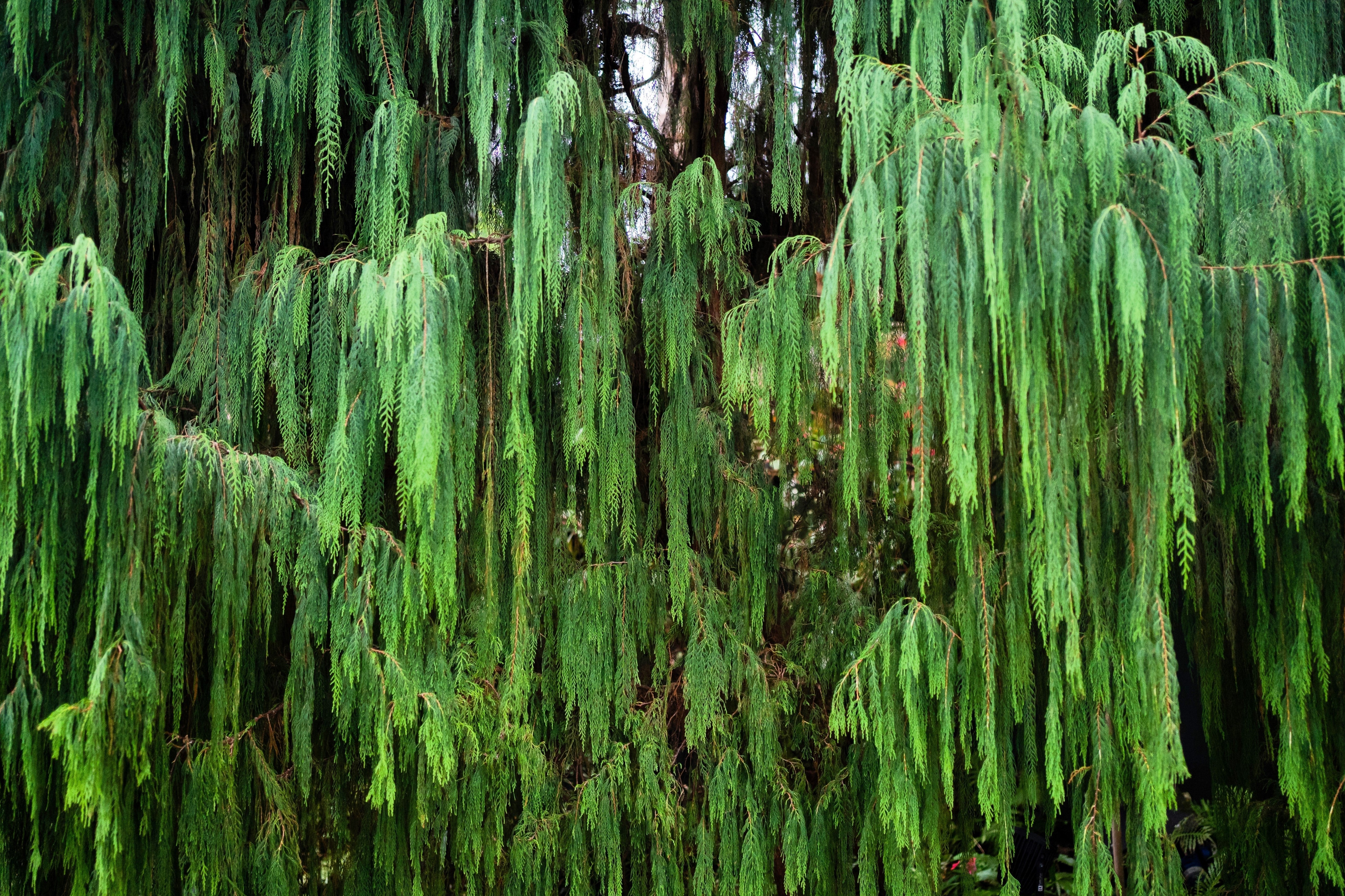 30 Kashmir WEEPING CYPRESS TREE Cupressus Cashmeriana Blue Evergreen Seeds - Image 6