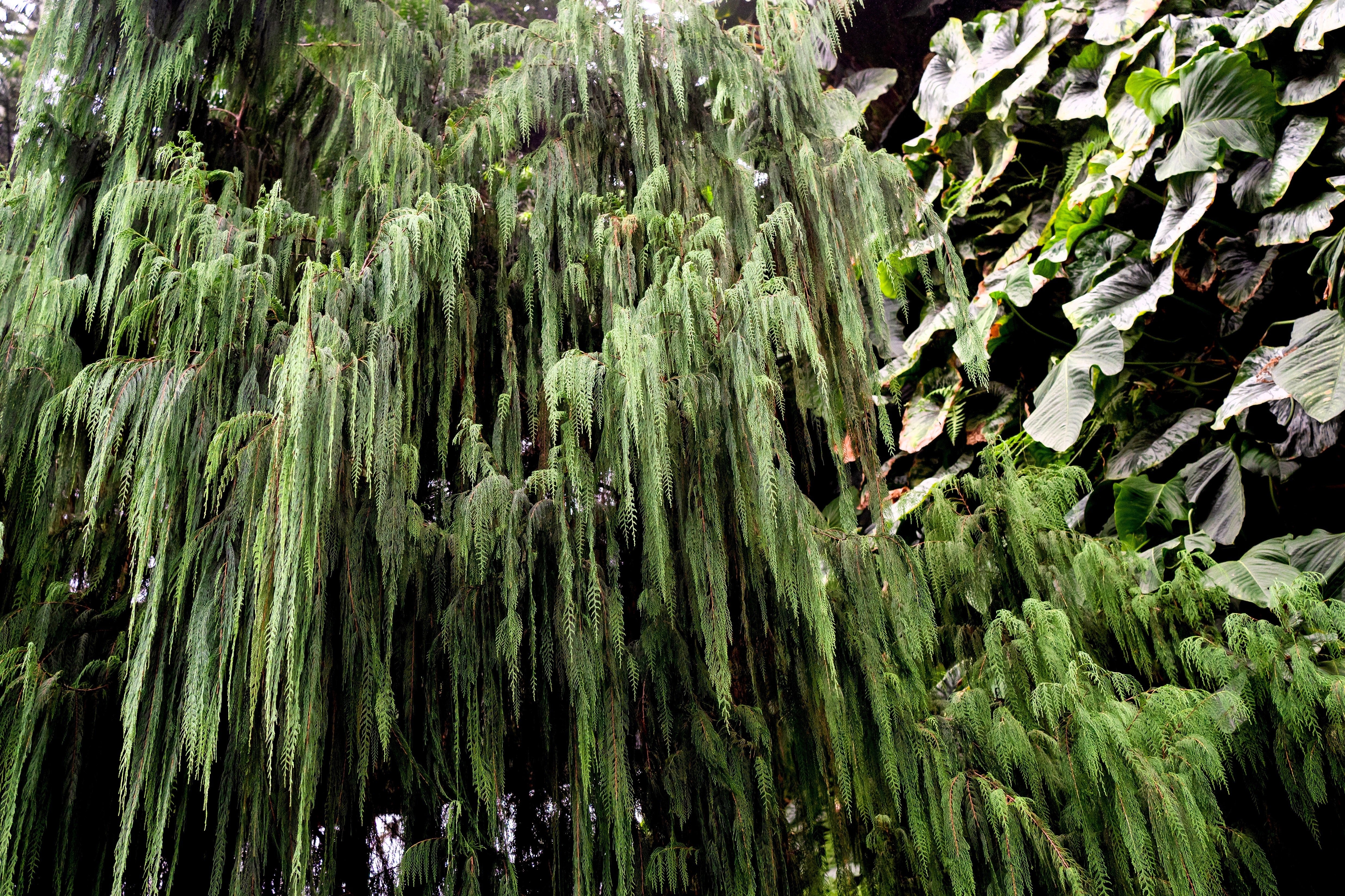 30 Kashmir WEEPING CYPRESS TREE Cupressus Cashmeriana Blue Evergreen Seeds - Image 7