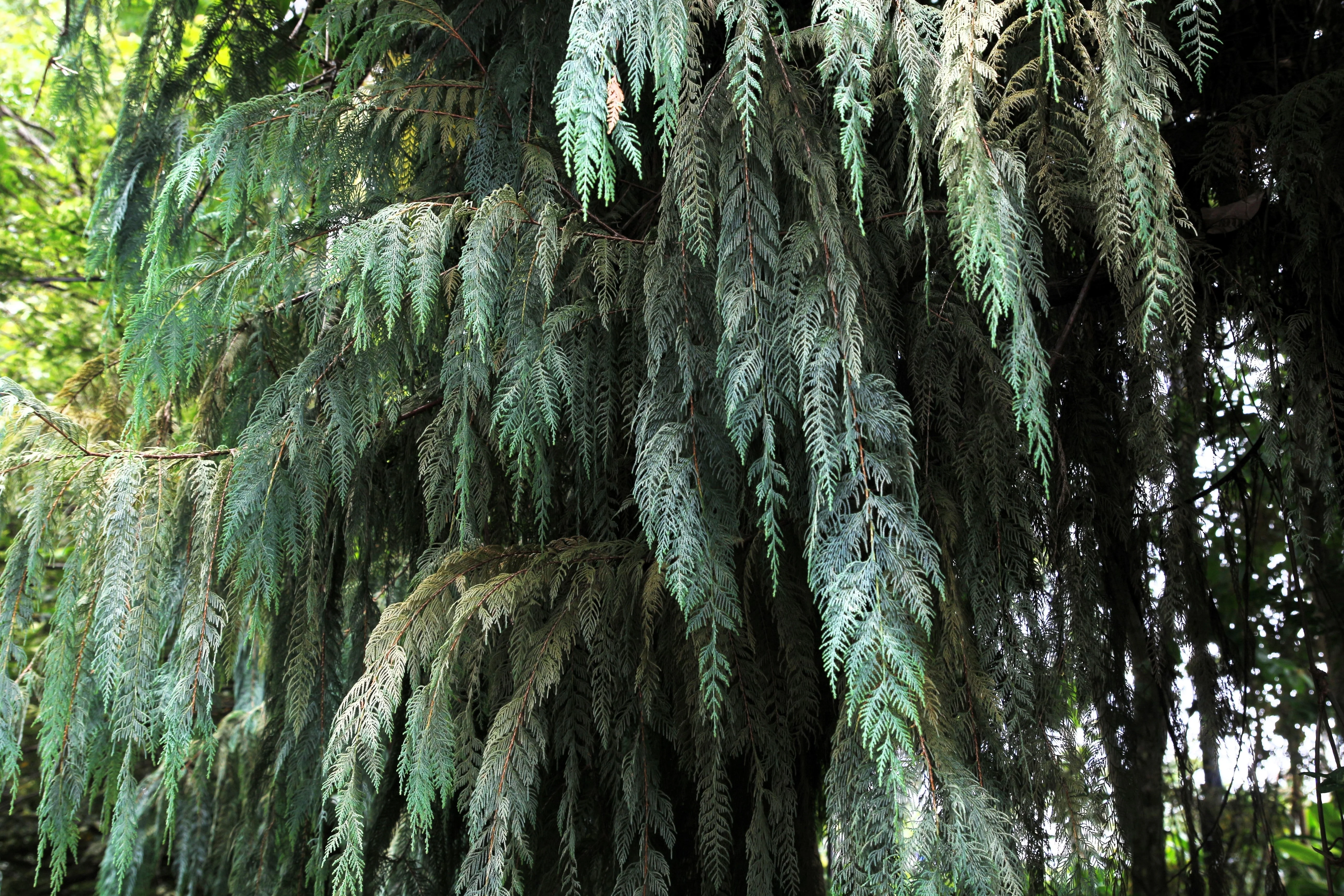 30 Kashmir WEEPING CYPRESS TREE Cupressus Cashmeriana Blue Evergreen Seeds - Image 8