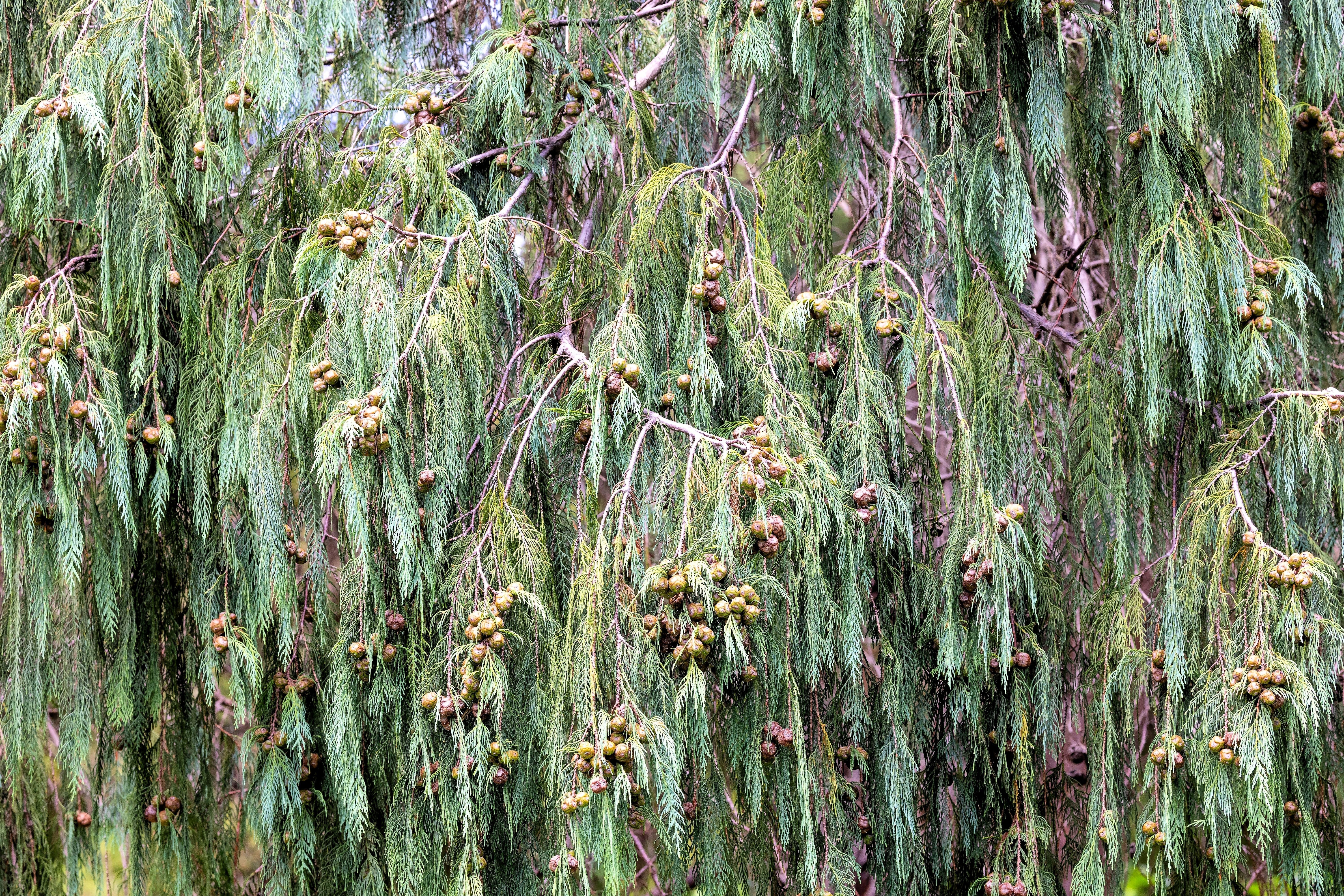 30 Kashmir WEEPING CYPRESS TREE Cupressus Cashmeriana Blue Evergreen Seeds - Image 9