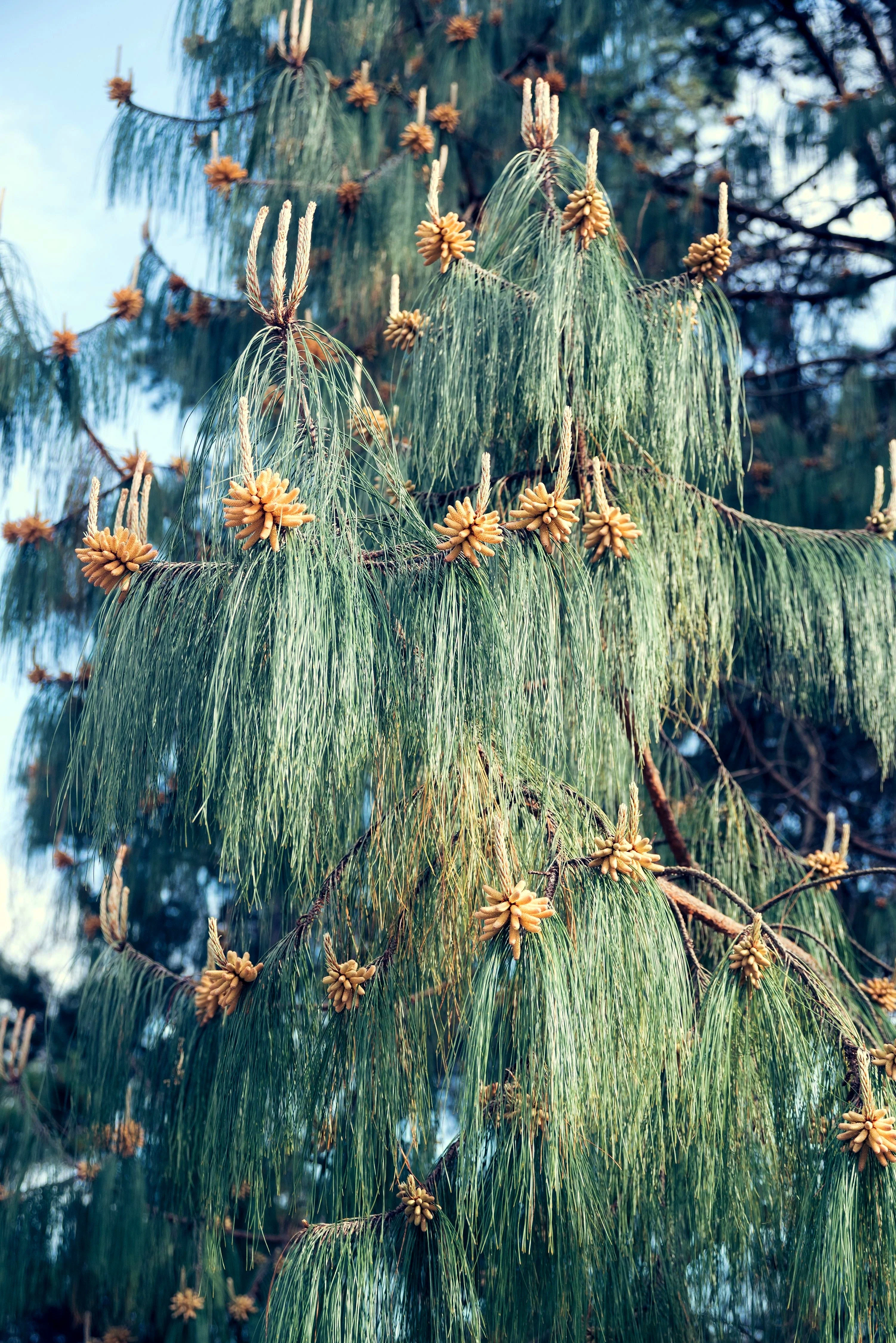 30 Mexican WEEPING PINE TREE Evergreen Pinus Patula Seeds - Image 2