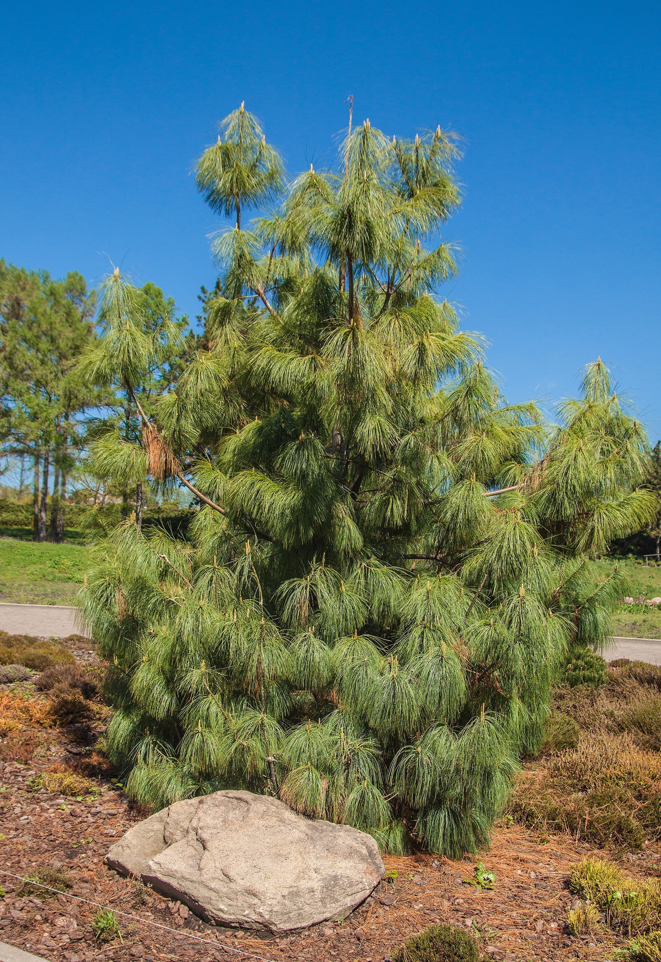 30 Mexican WEEPING PINE TREE Evergreen Pinus Patula Seeds - Image 3