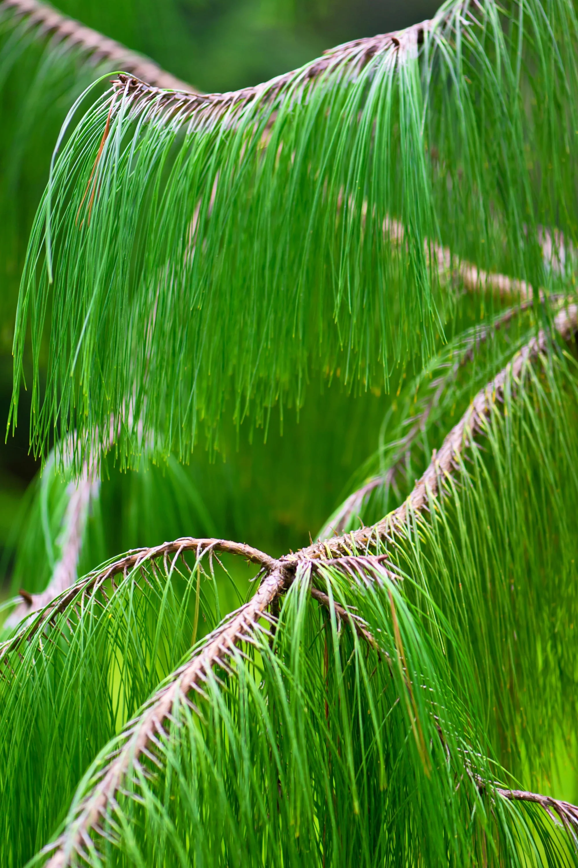 30 Mexican WEEPING PINE TREE Evergreen Pinus Patula Seeds - Image 4