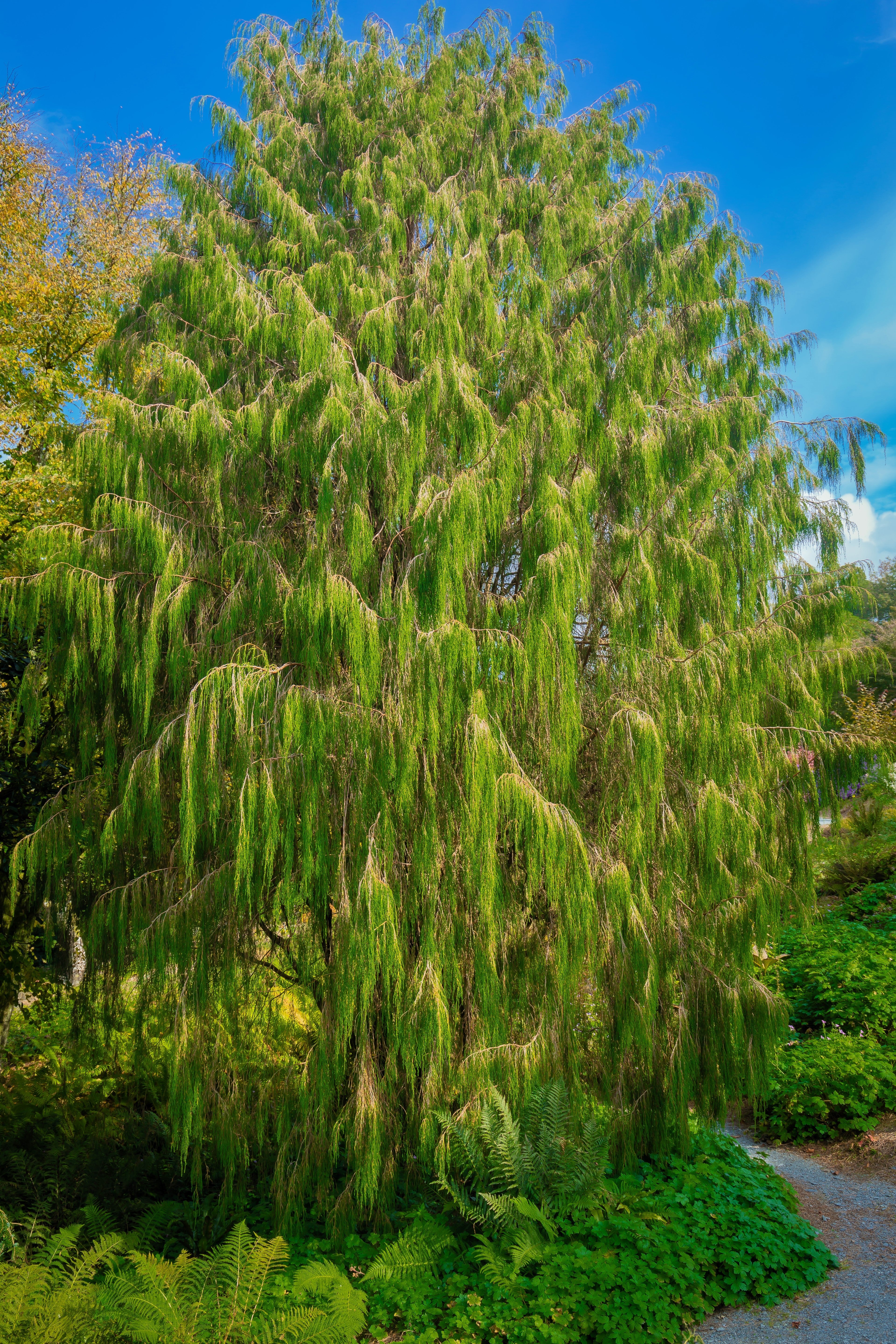 30 Mexican WEEPING PINE TREE Evergreen Pinus Patula Seeds - Image 5