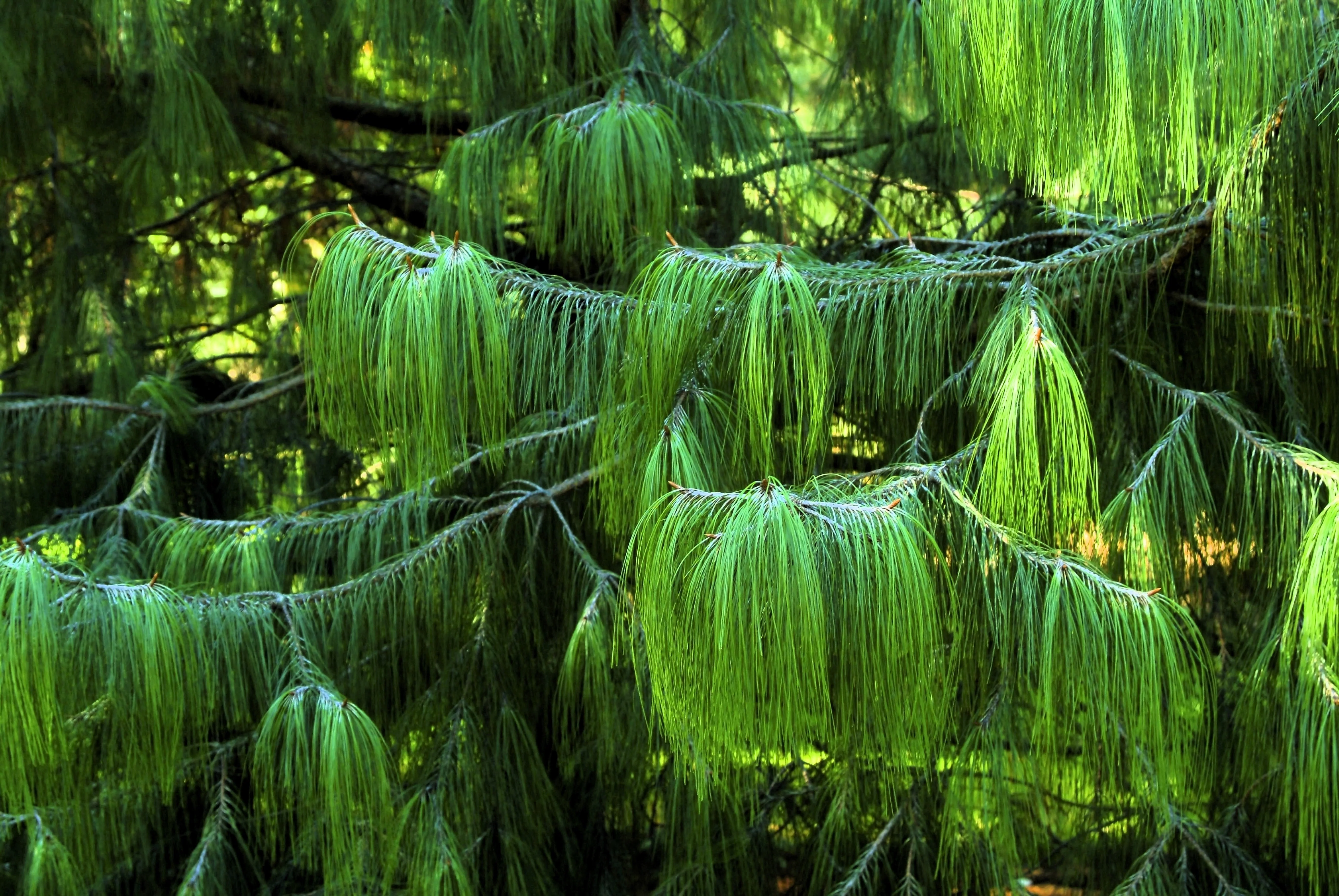 30 Mexican WEEPING PINE TREE Evergreen Pinus Patula Seeds - Image 6