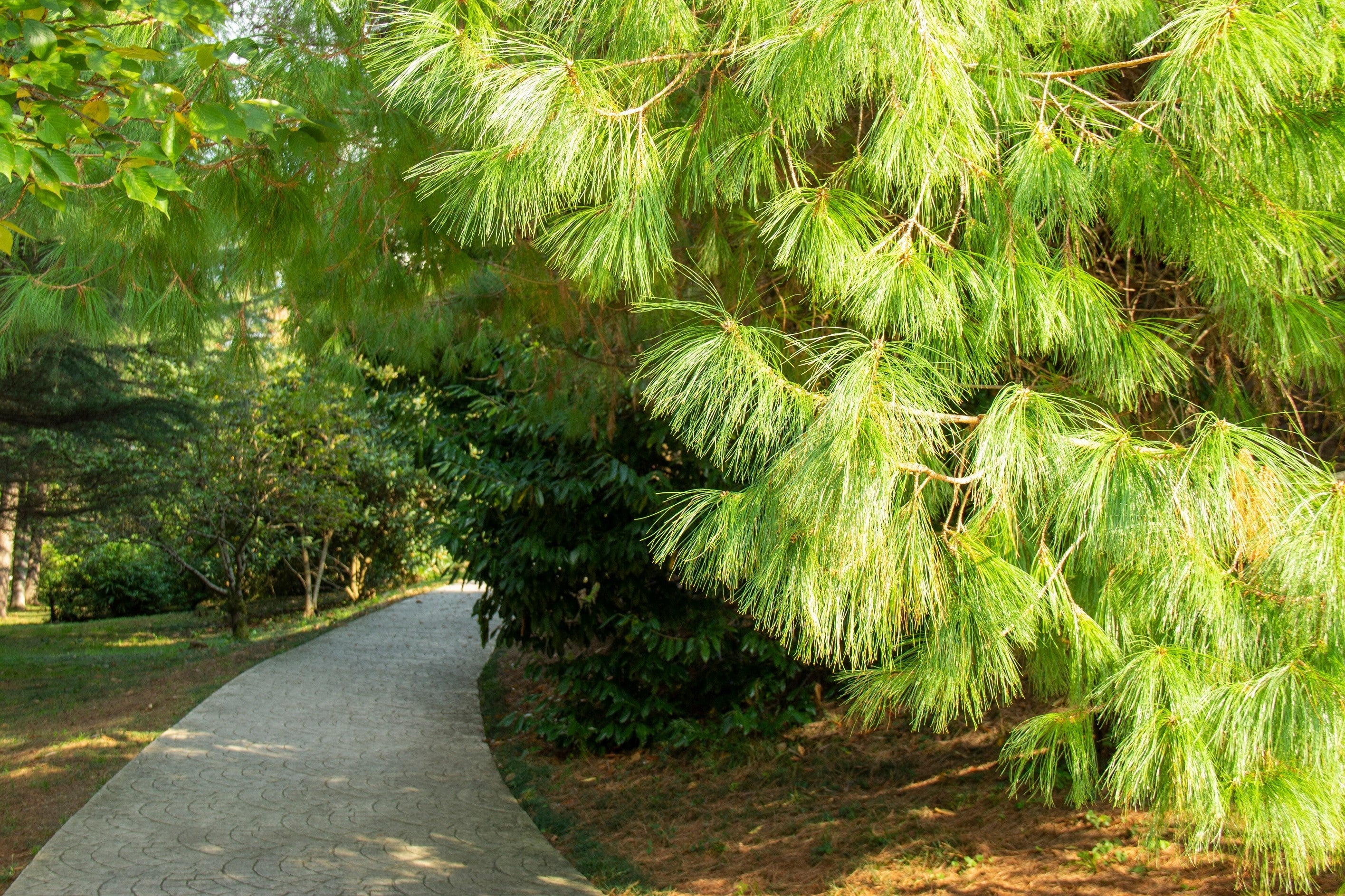 30 Mexican WEEPING PINE TREE Evergreen Pinus Patula Seeds - Image 7