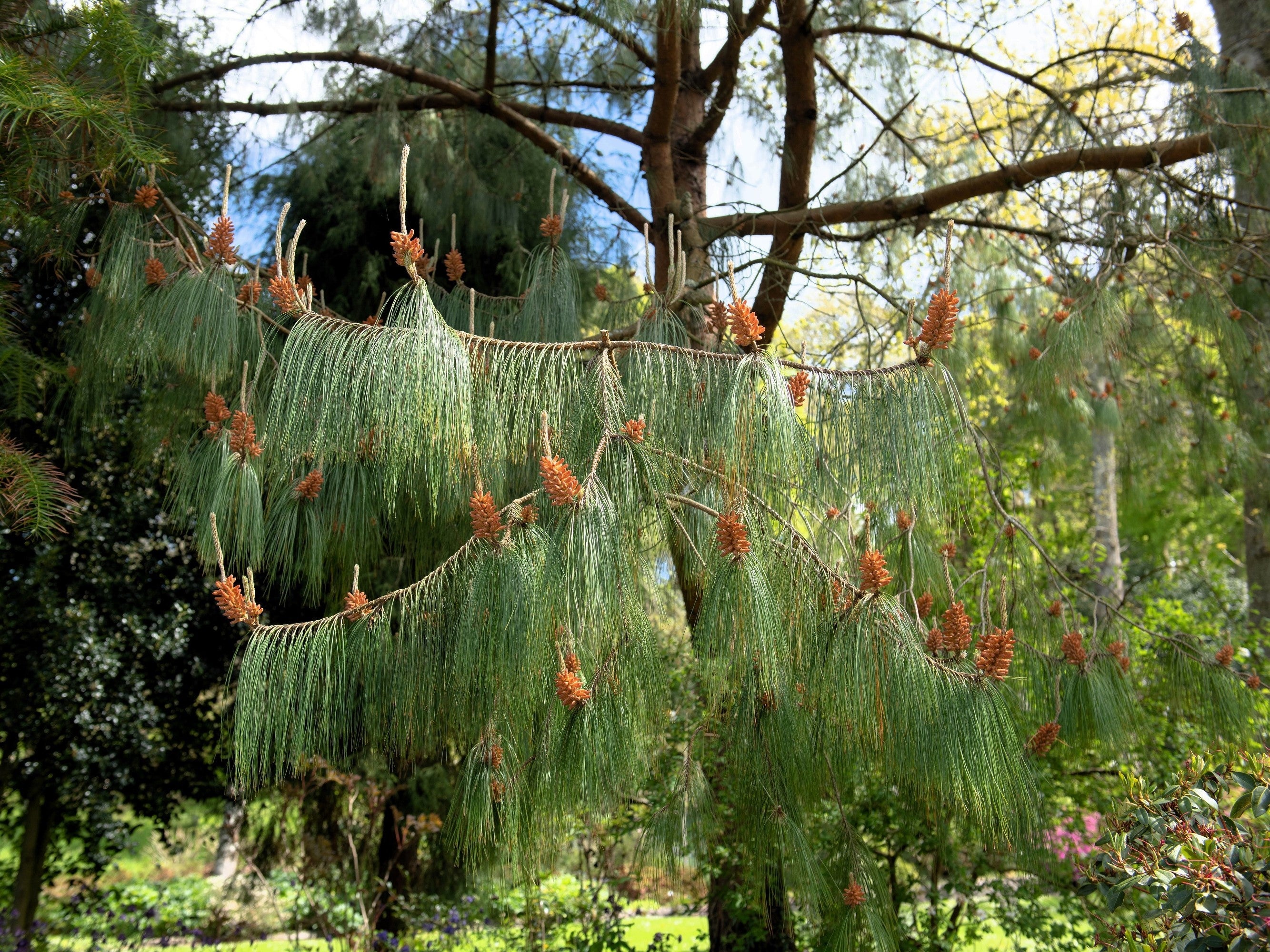30 Mexican WEEPING PINE TREE Evergreen Pinus Patula Seeds - Image 8