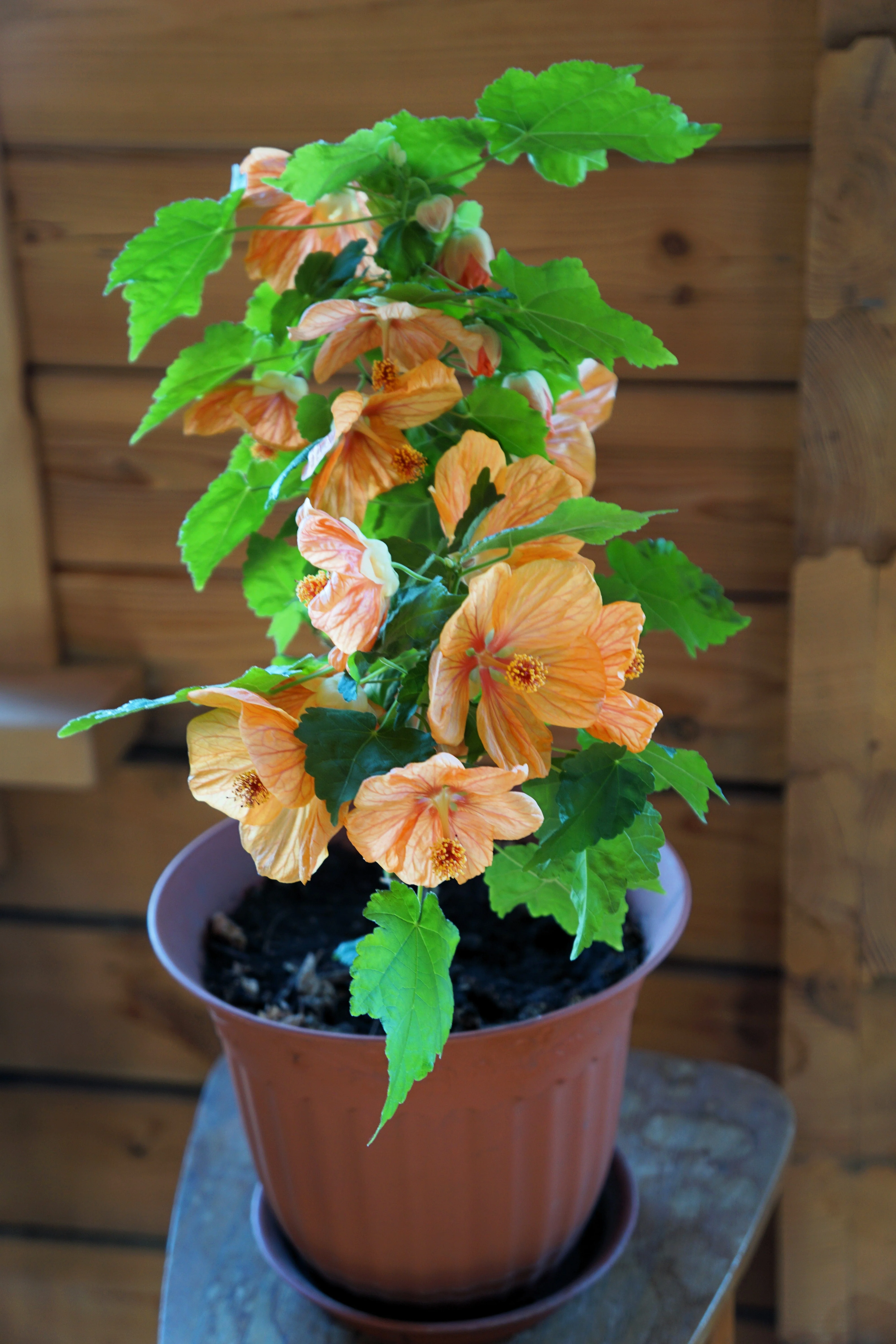 30 Mixed Colors FLOWERING MAPLE (Chinese Bell Flower) Abutilon Hybridum Shrub Bush Small Tree Seeds - Image 10