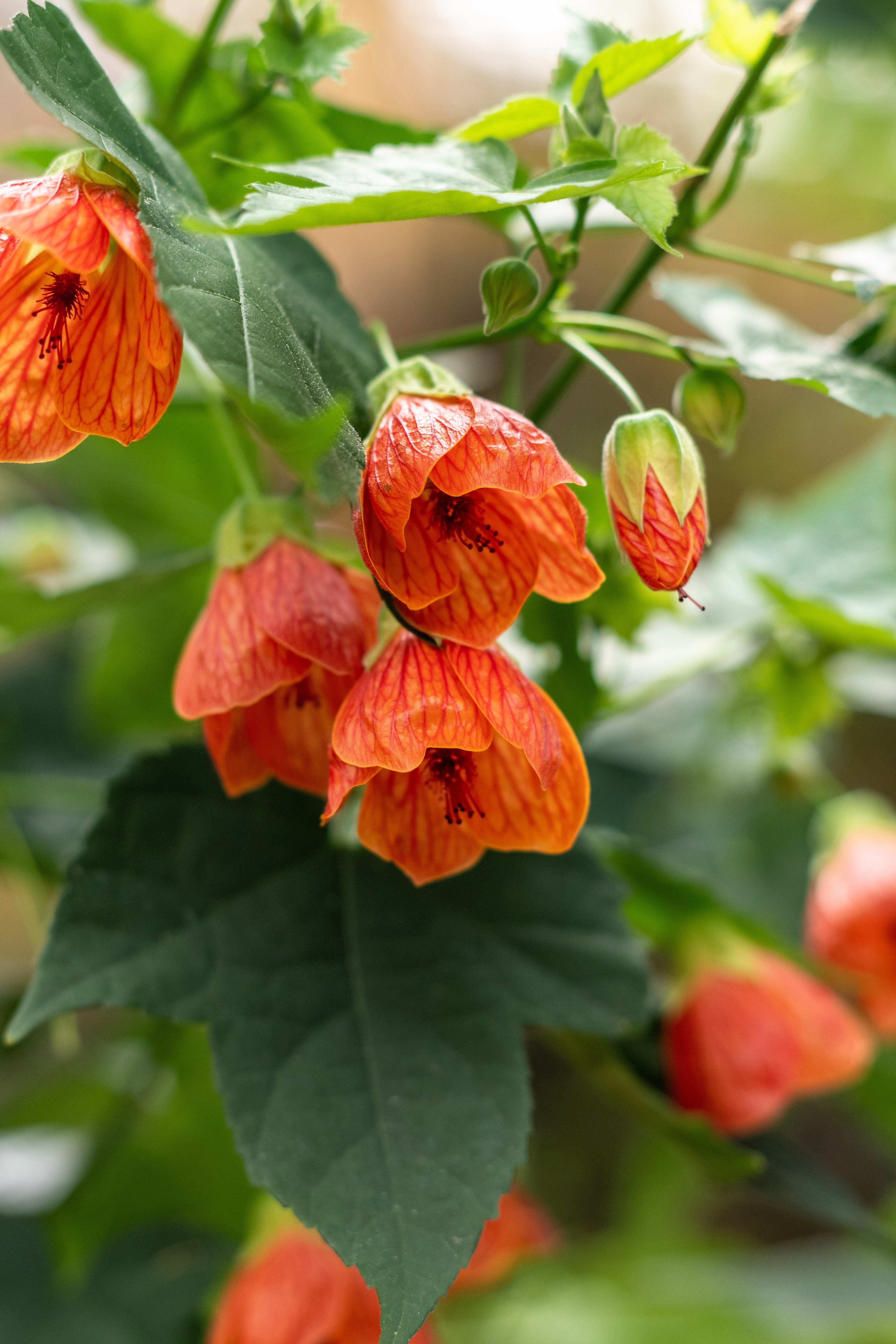 30 Mixed Colors FLOWERING MAPLE (Chinese Bell Flower) Abutilon Hybridum Shrub Bush Small Tree Seeds - Image 11