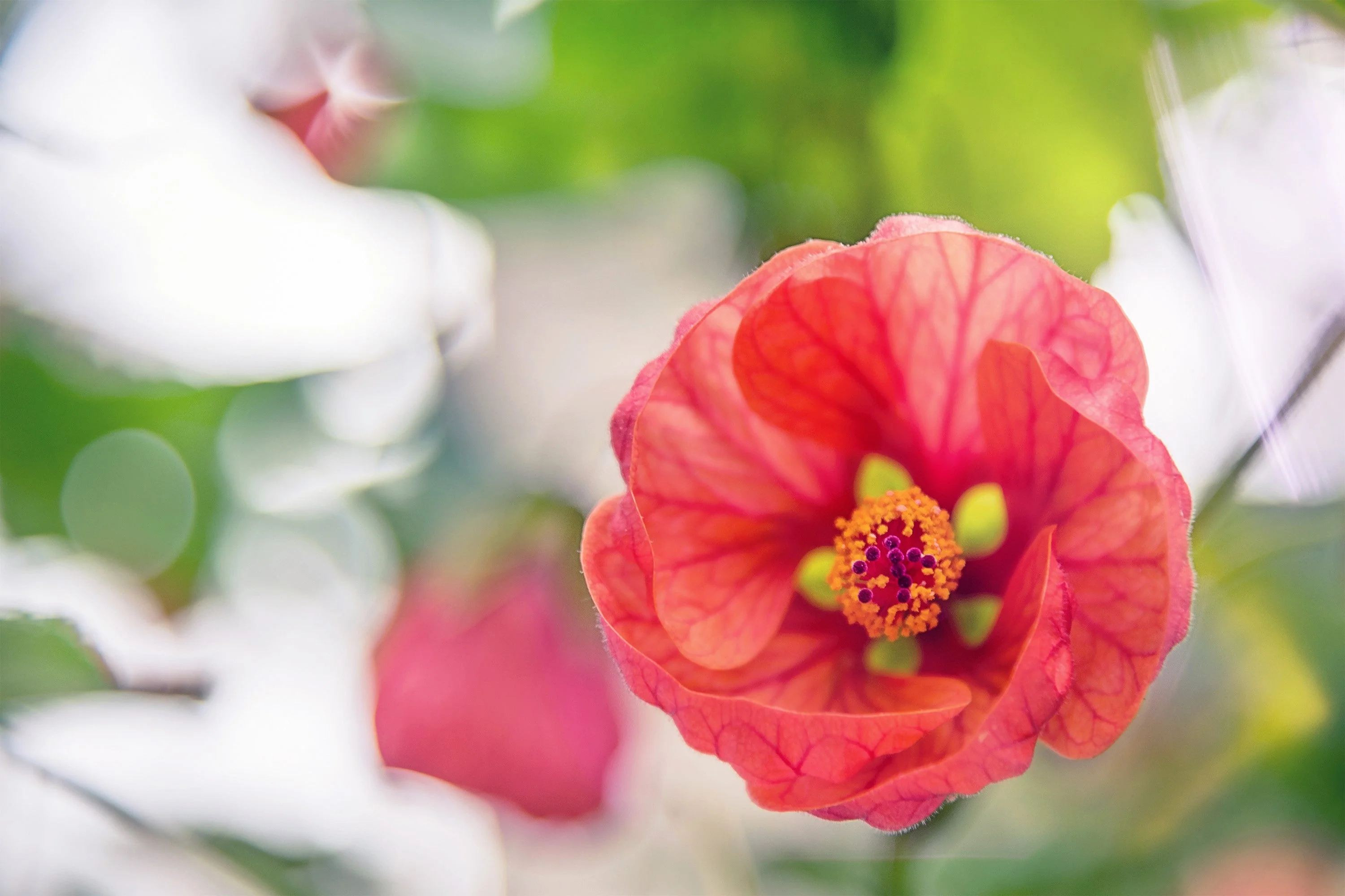 30 Mixed Colors FLOWERING MAPLE (Chinese Bell Flower) Abutilon Hybridum Shrub Bush Small Tree Seeds - Image 12